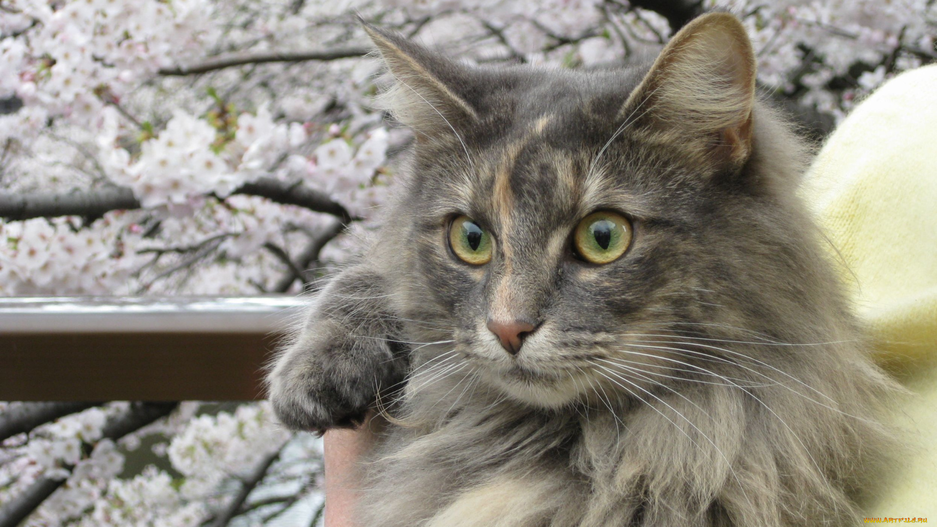 животные, коты, cat