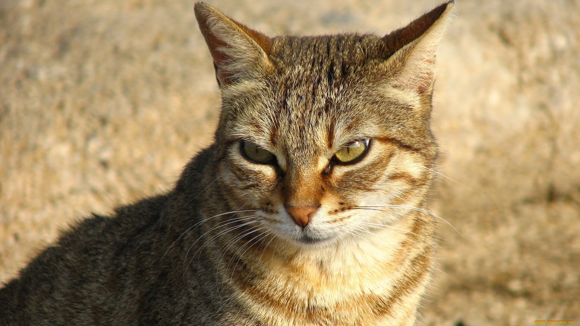 животные, коты, кот