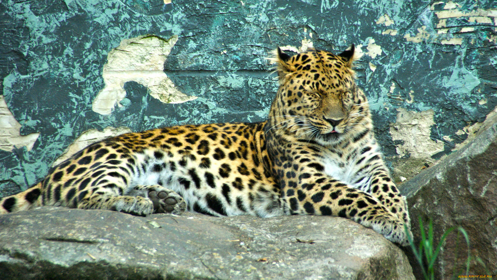 животные, леопарды, камень, отдых, леопард
