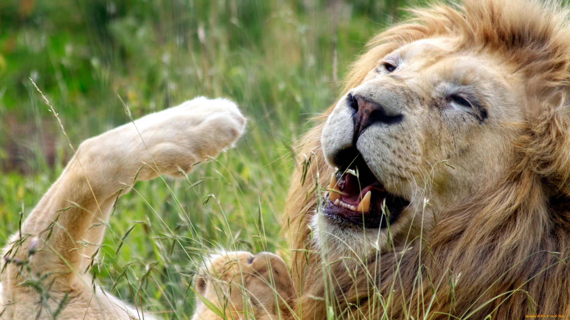 животные, львы, лев, весело