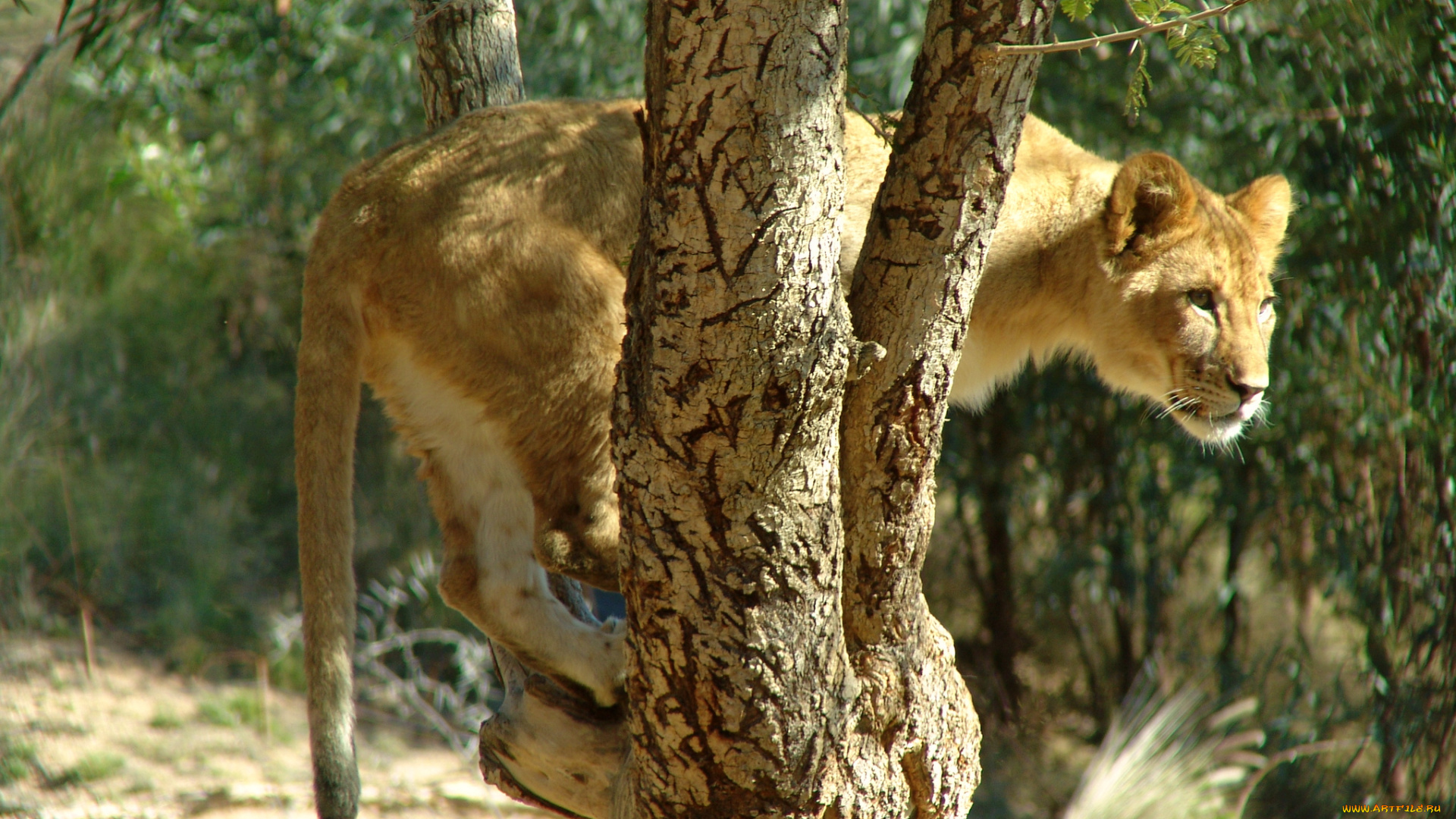 животные, львы, львёнок, дерево