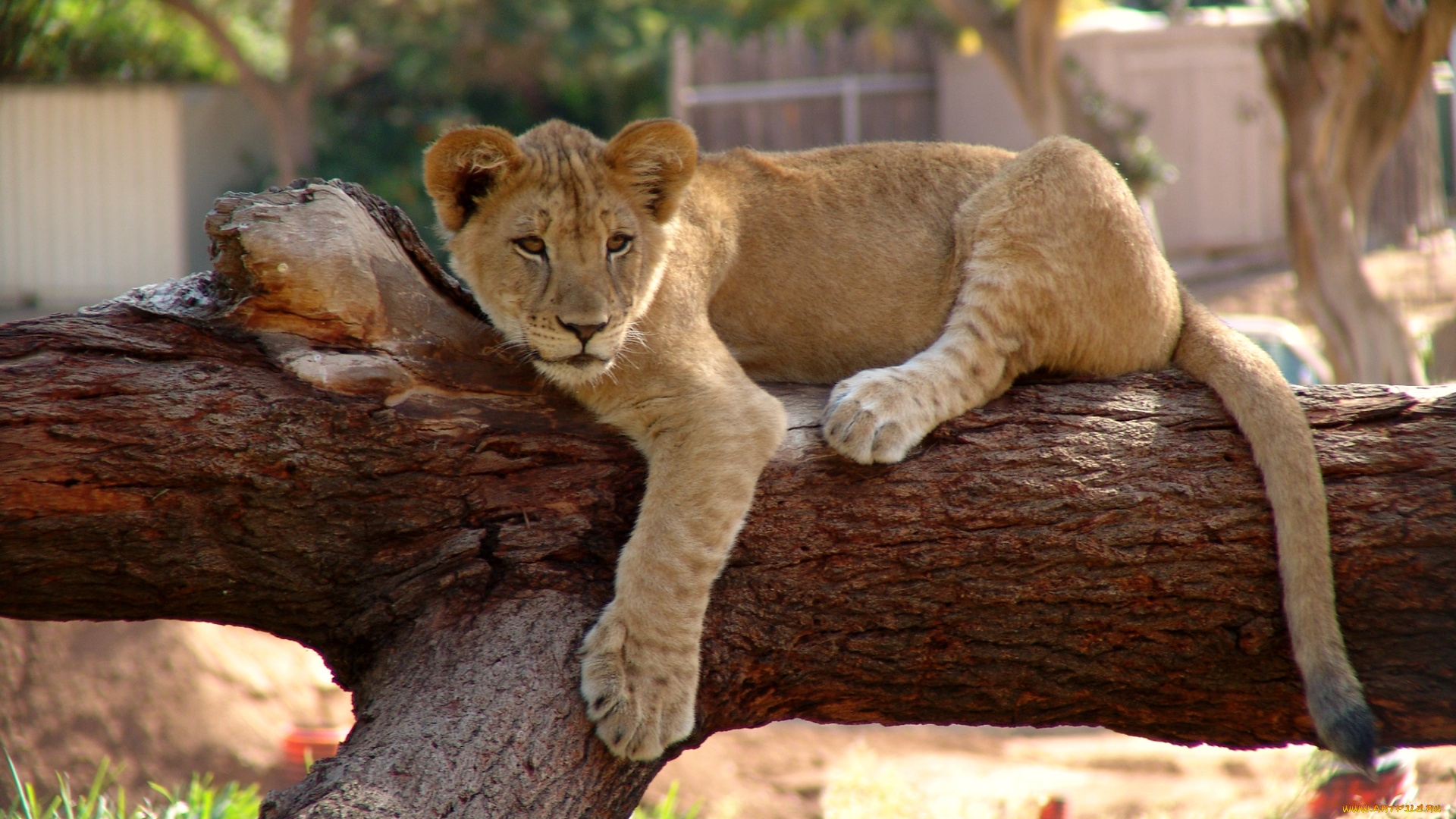животные, львы, львёнок, дерево