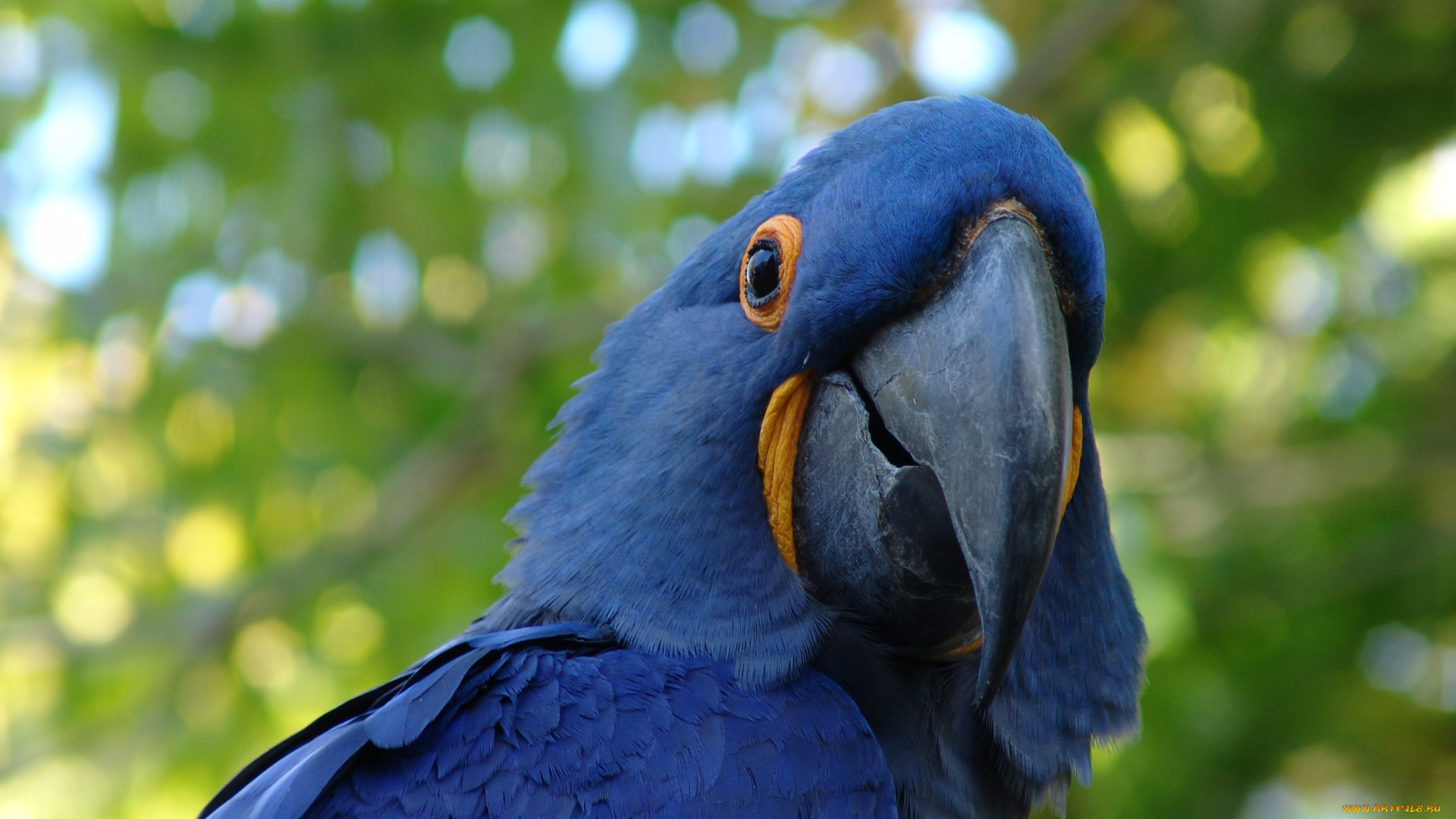 животные, попугаи, ара