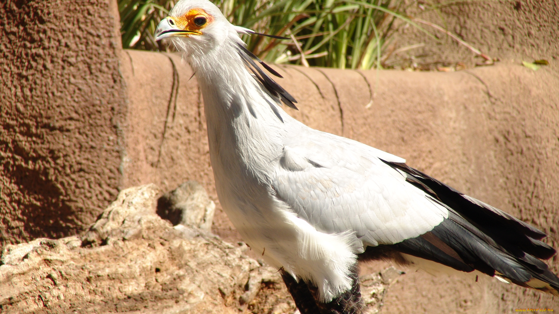 животные, птицы, хищники, секретарь