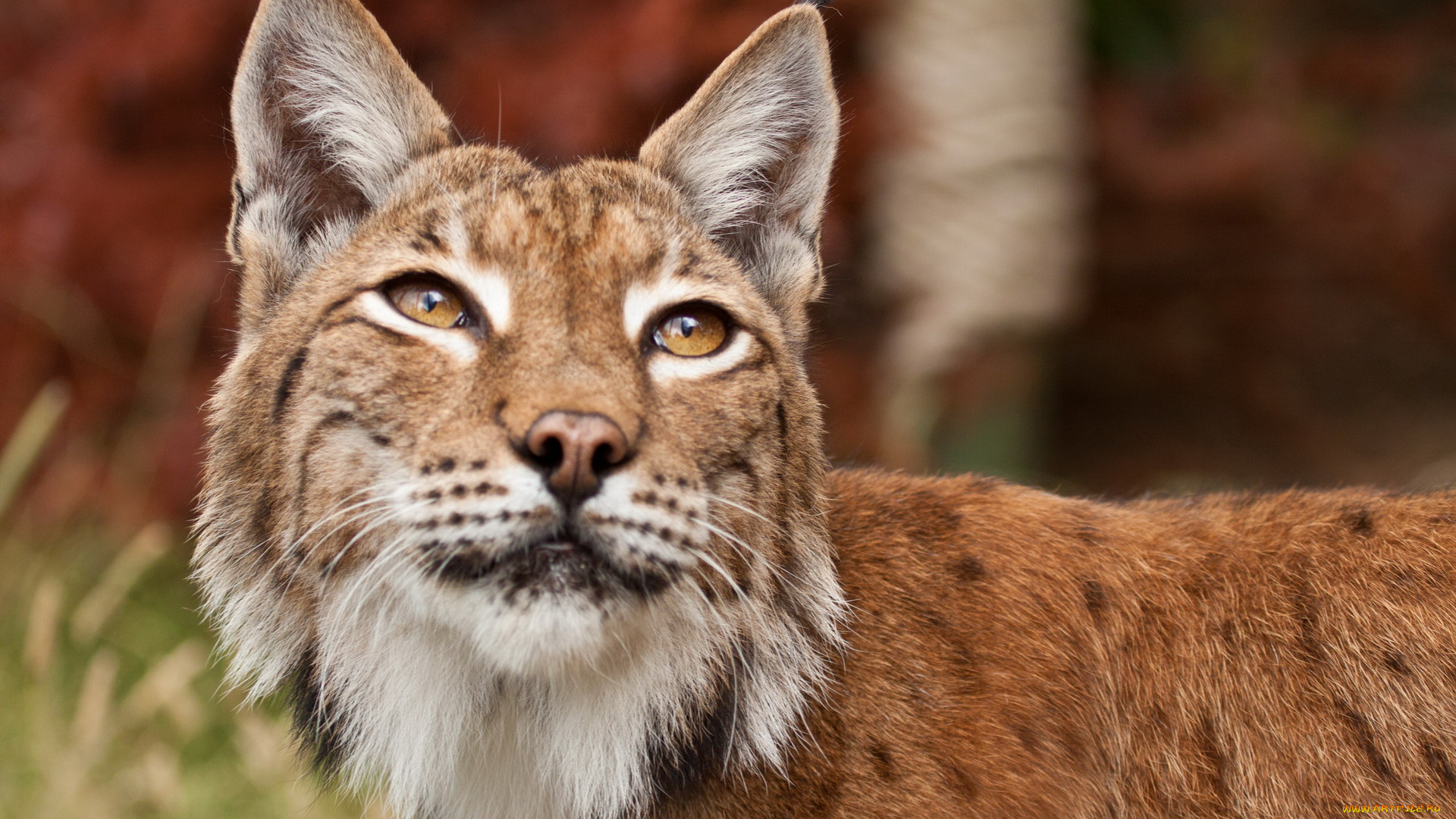 животные, рыси, серёжки, взгляд, морда, рысь