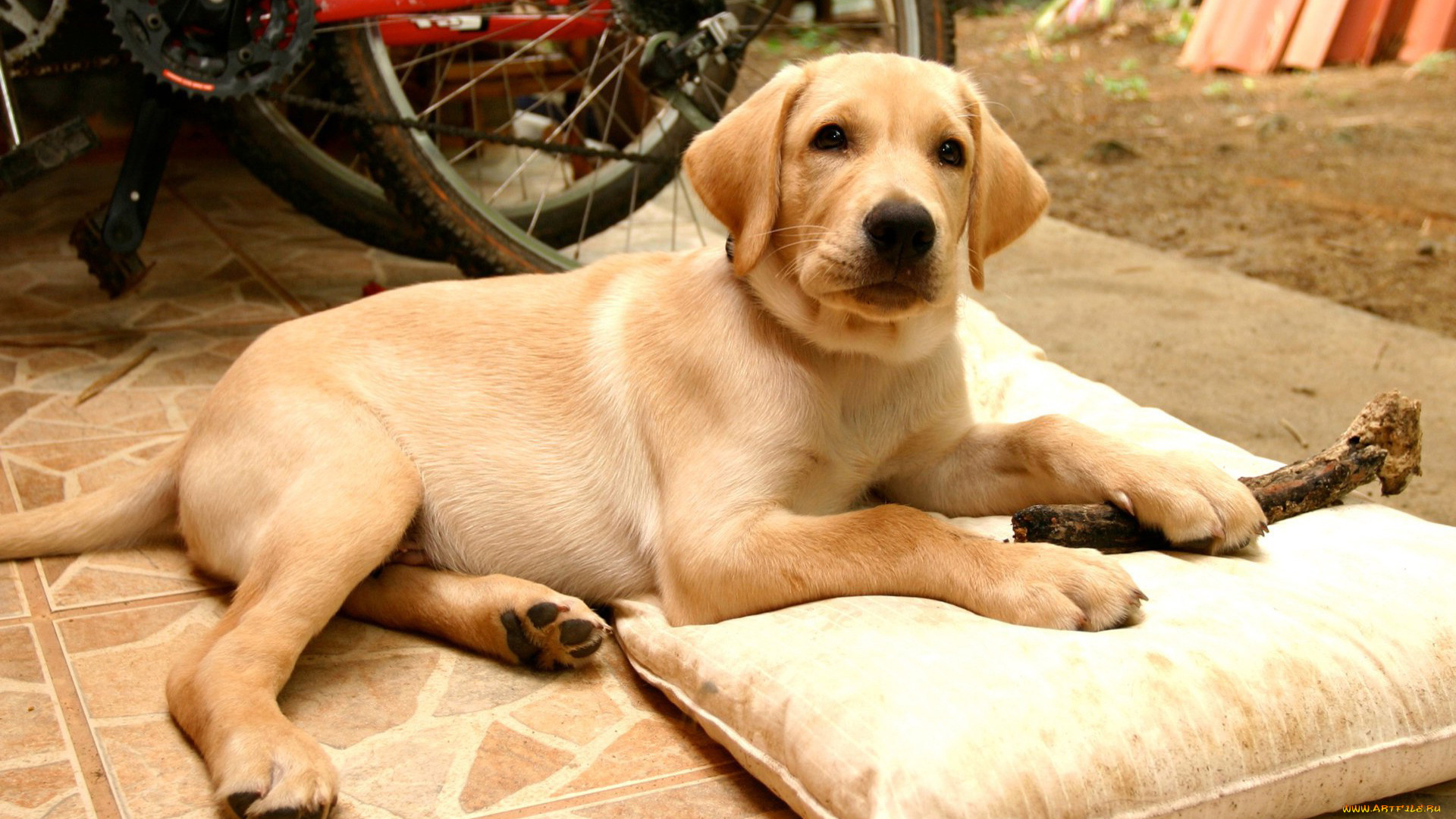 животные, собаки, лабрадор, подушка