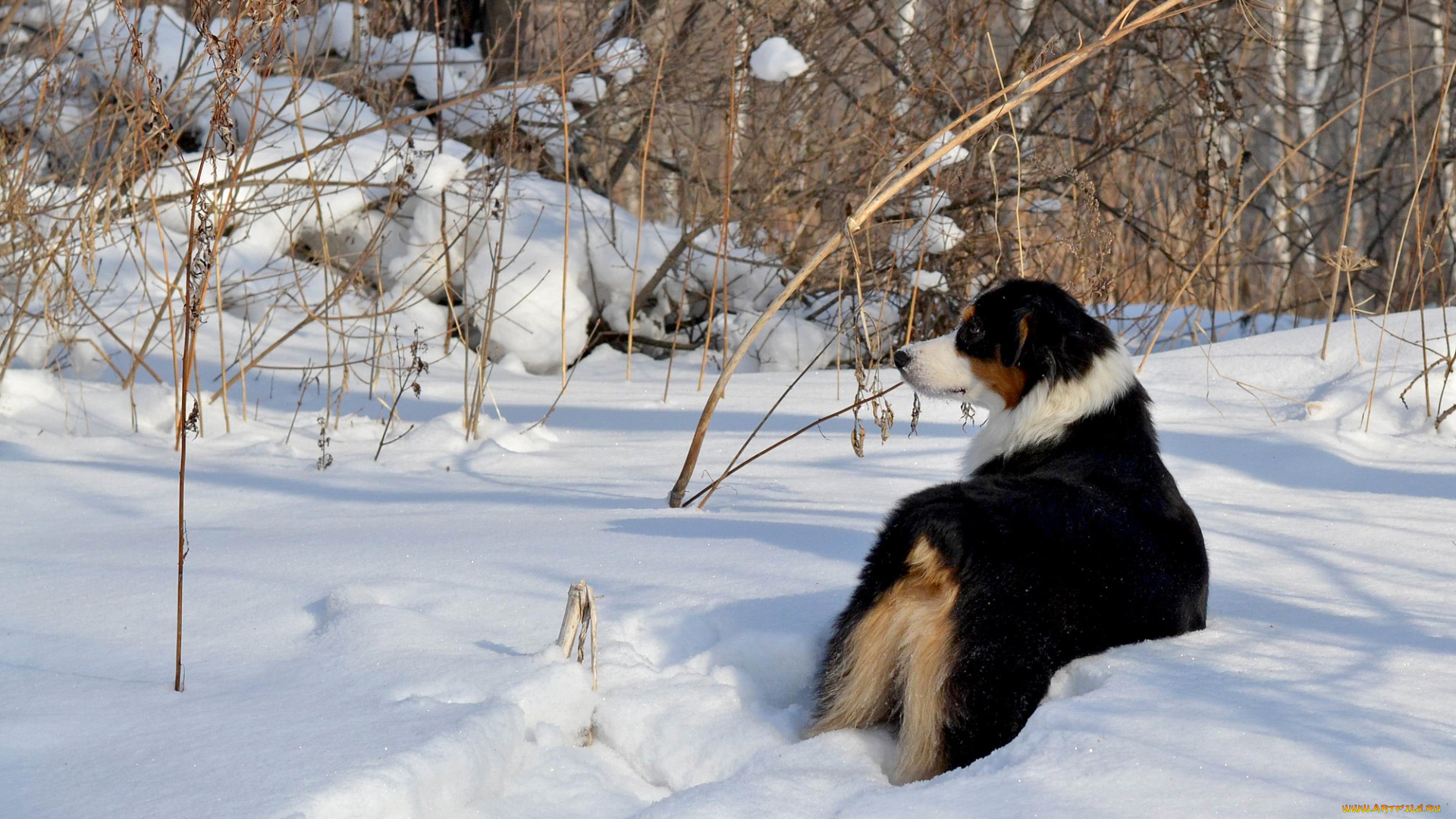 животные, собаки, снег, бордер-колли