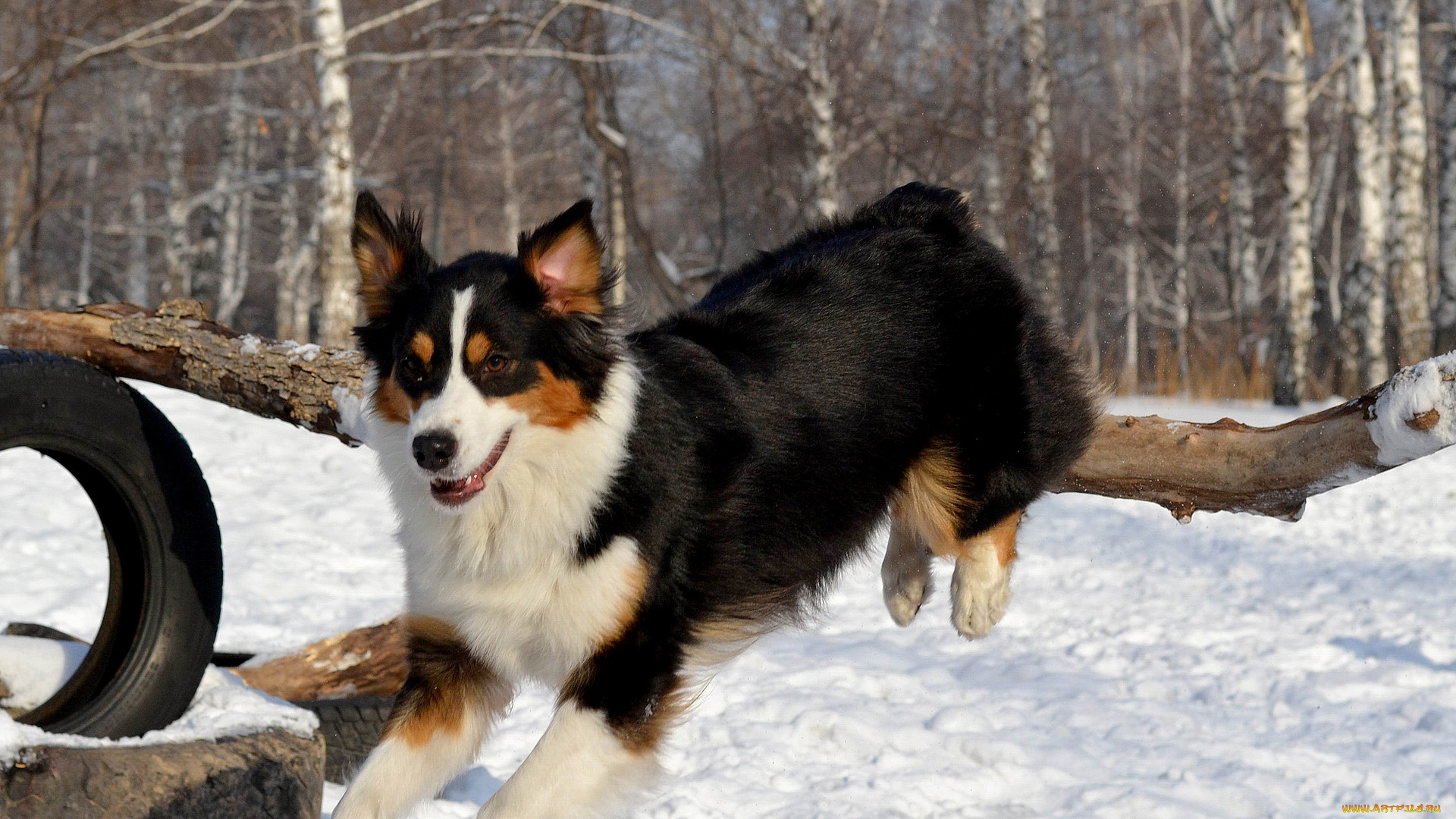 животные, собаки, снег, бордер-колли