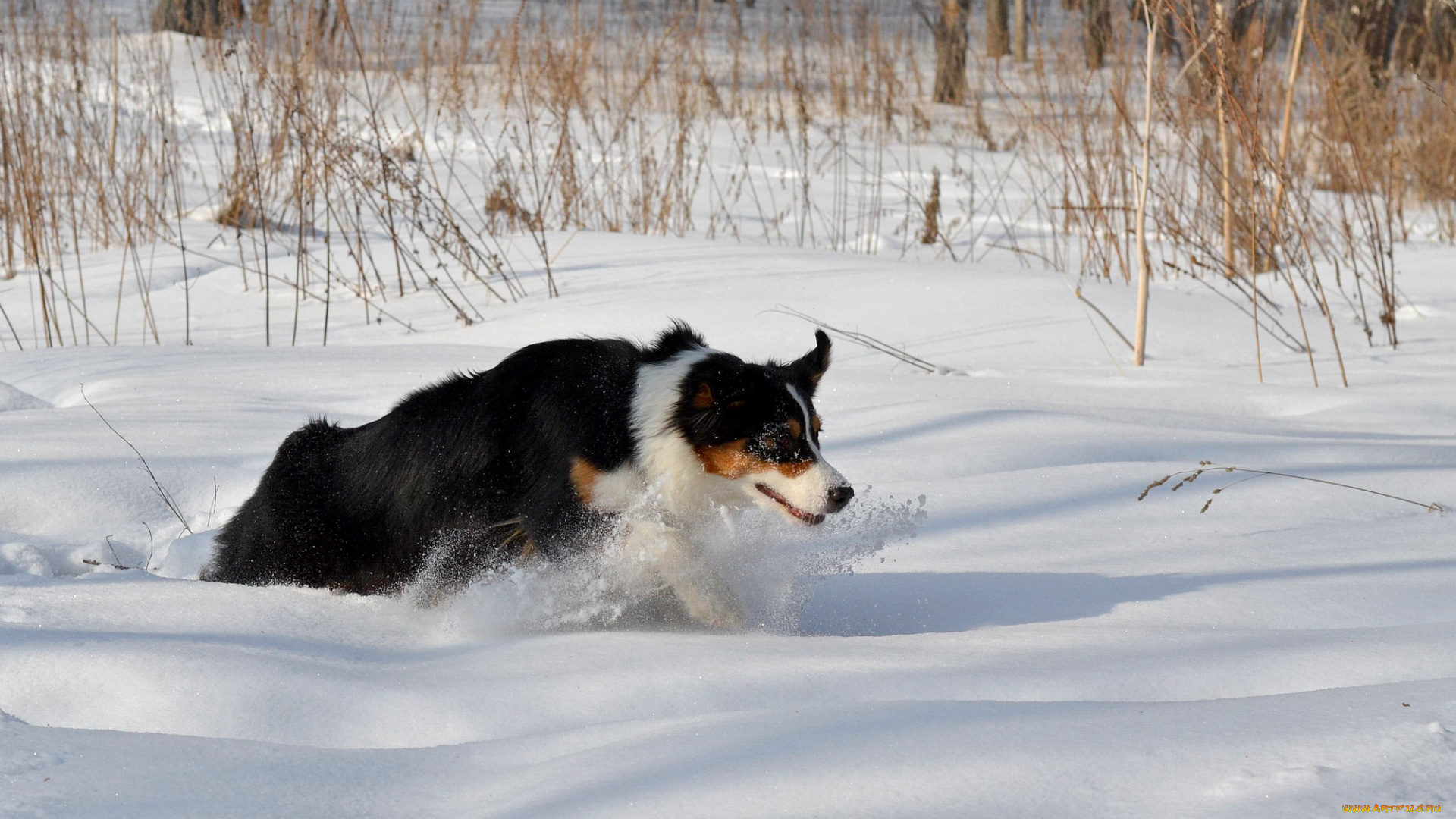 животные, собаки, снег, бордер-колли