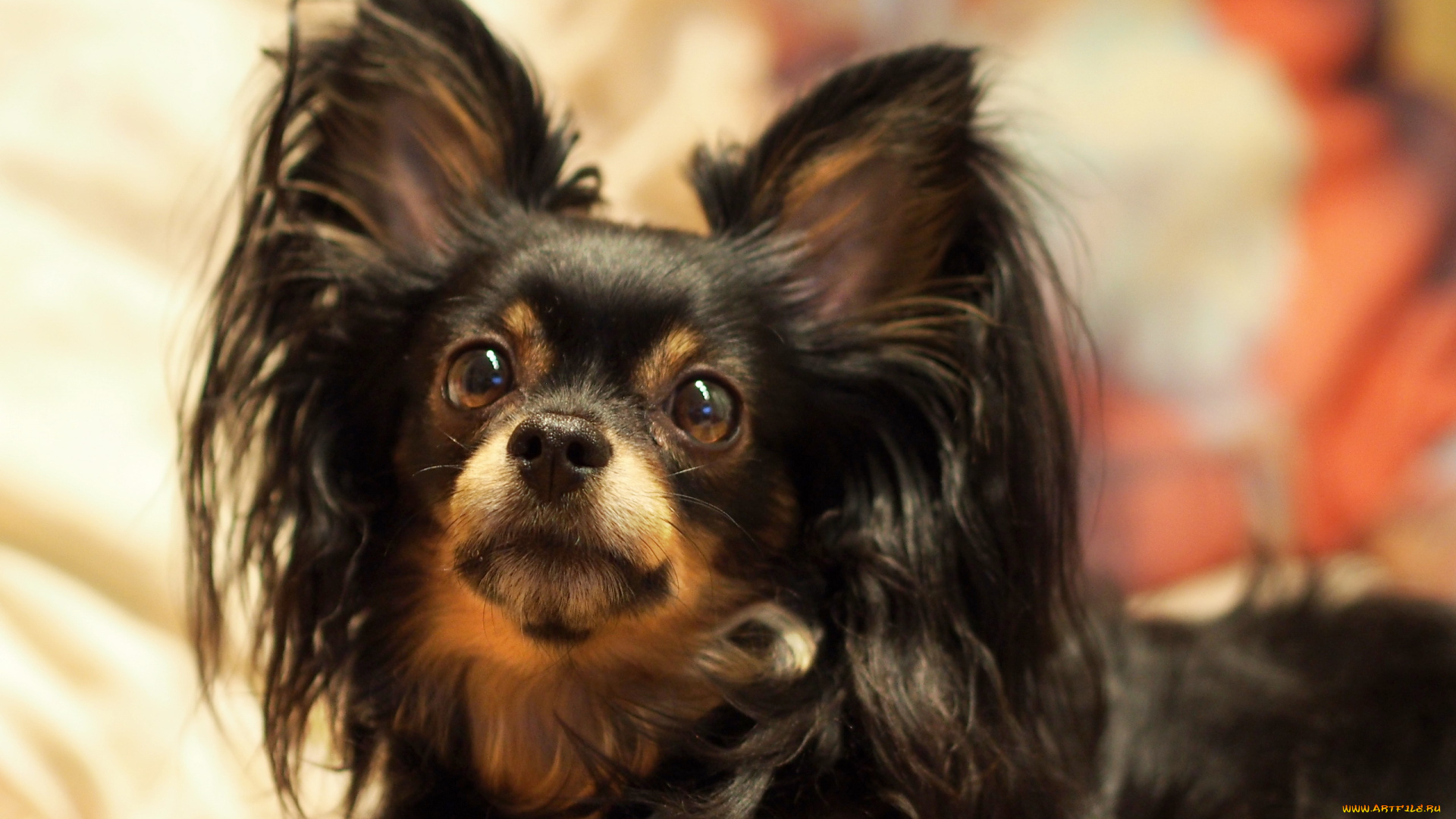 животные, собаки, взгляд