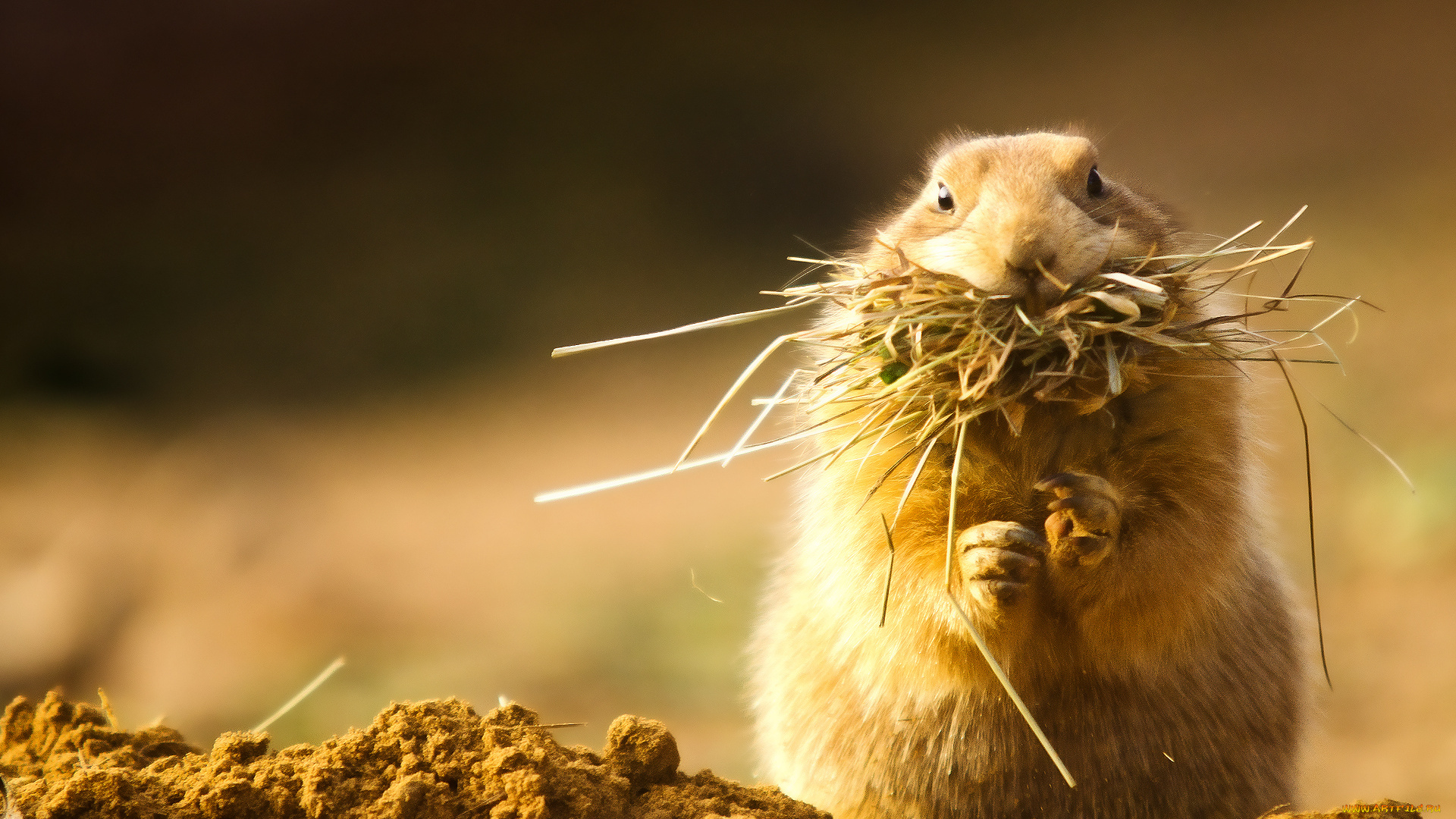 животные, суслики, сурки, сено