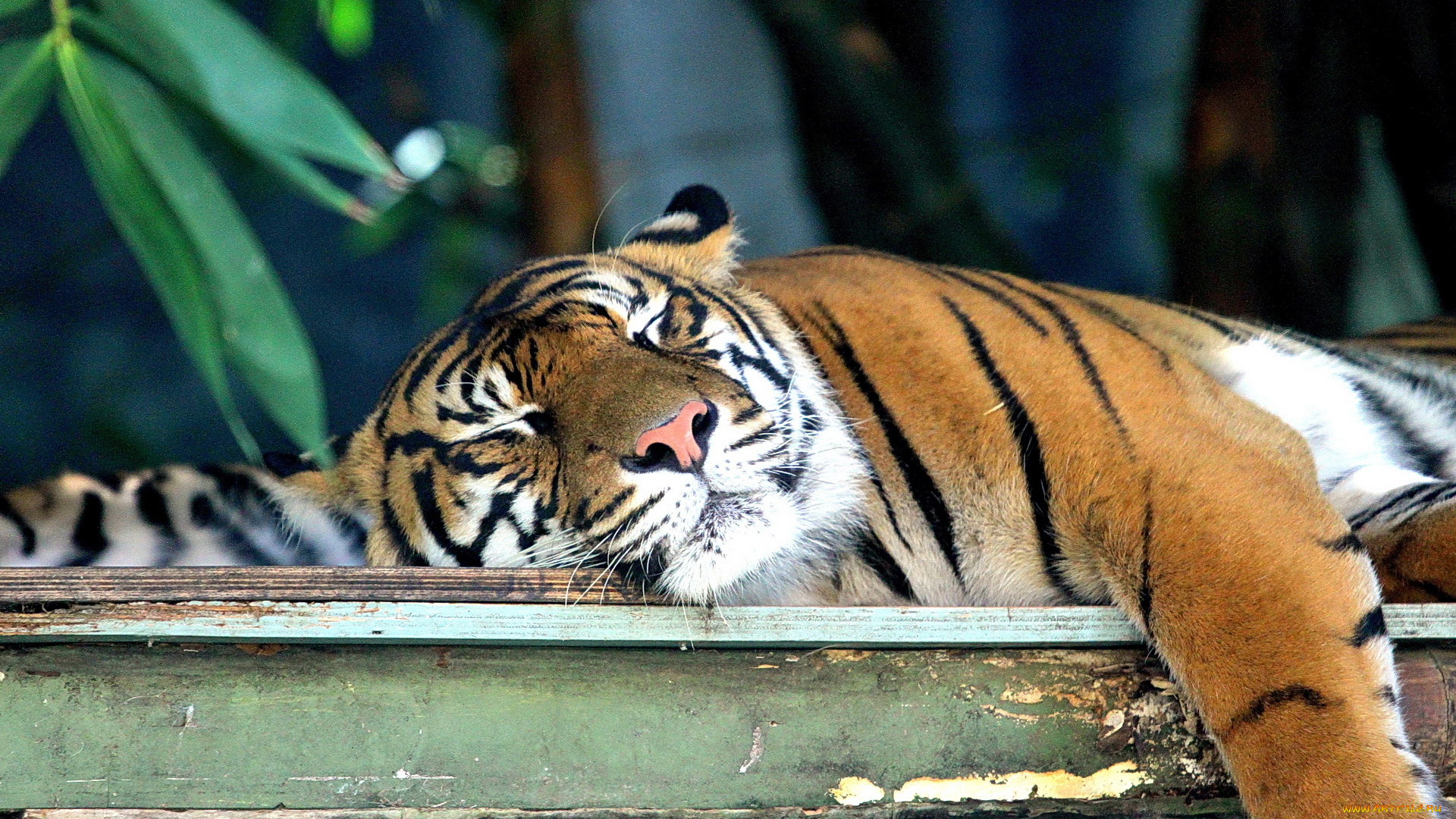 животные, тигры, спит, тигр, на, столе