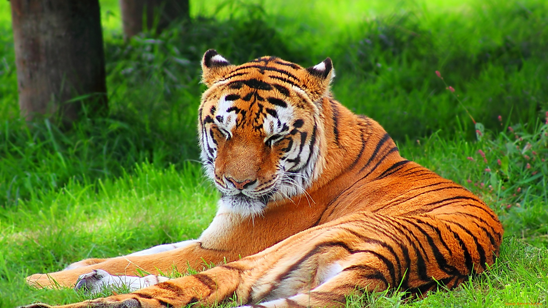 животные, тигры, тигр, лежит, трава, отдых