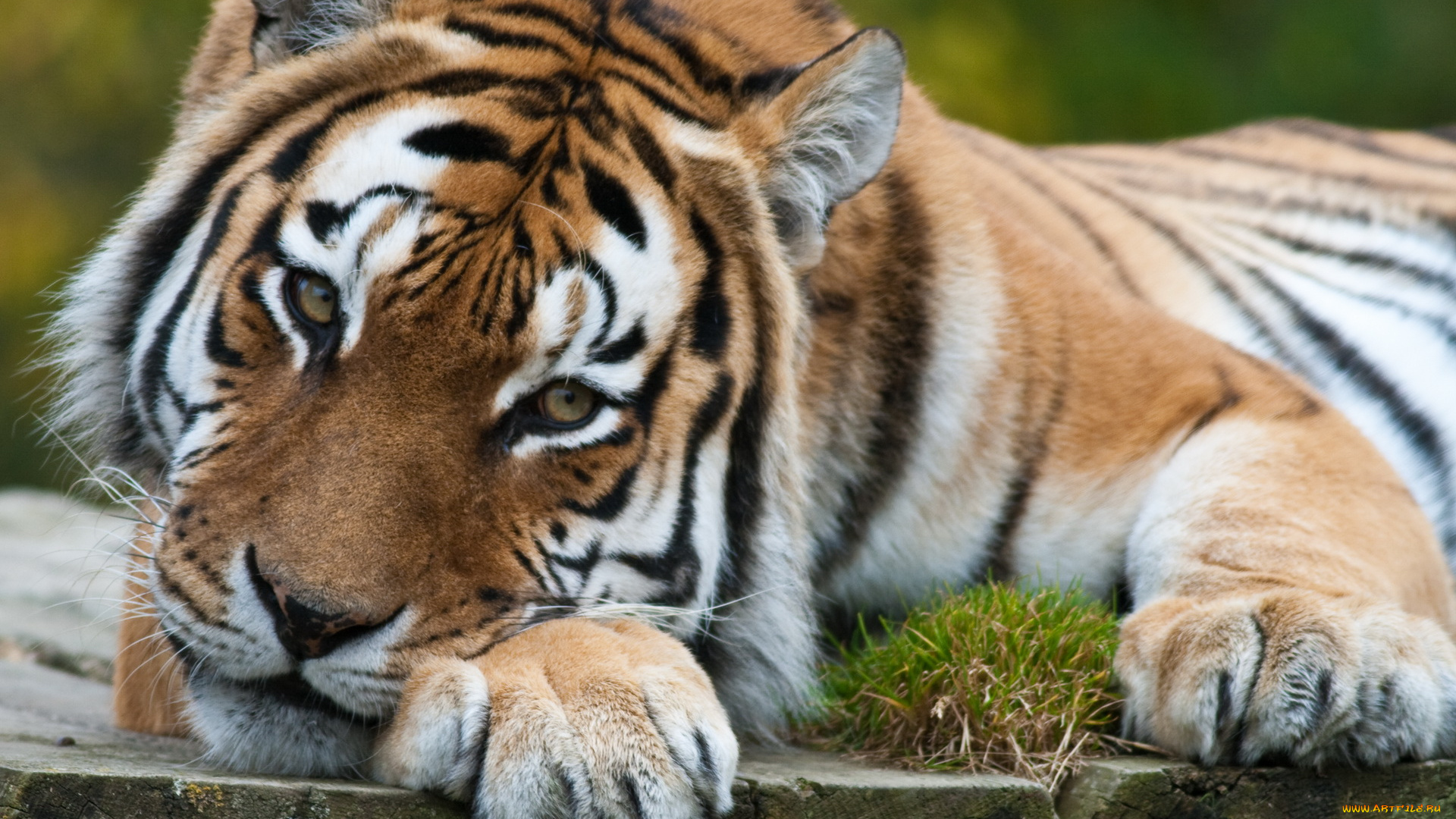 животные, тигры, тигр, морда, лапы