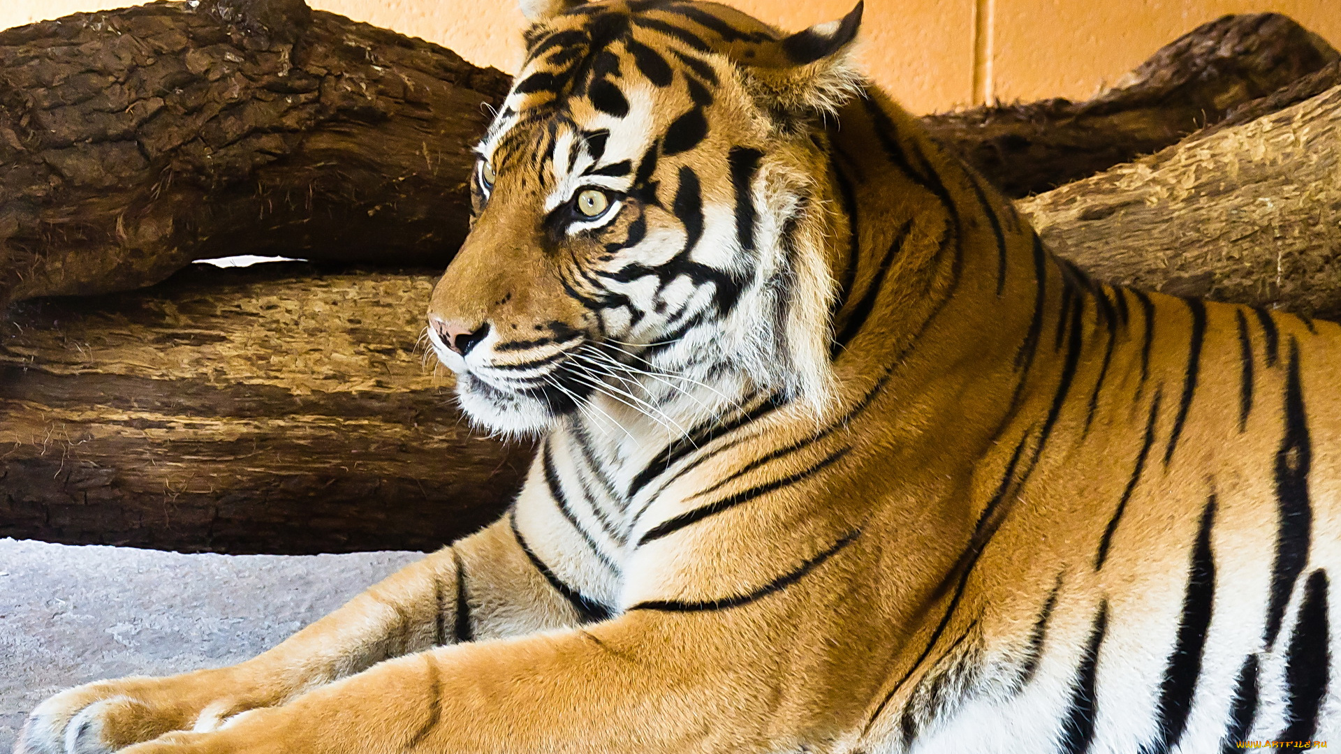 животные, тигры, тигр, отдых, зоопарк