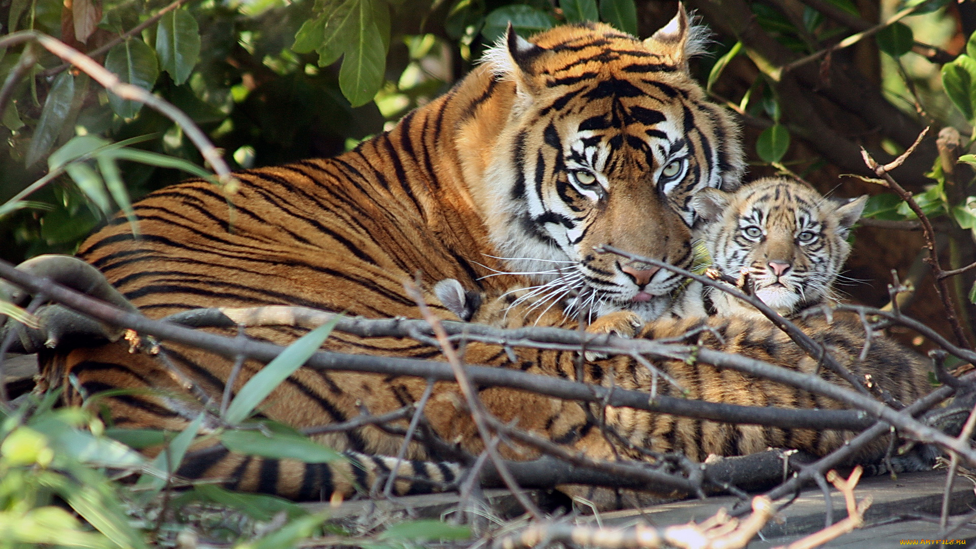 животные, тигры, тигр, семья, тигрята, тигрёнок