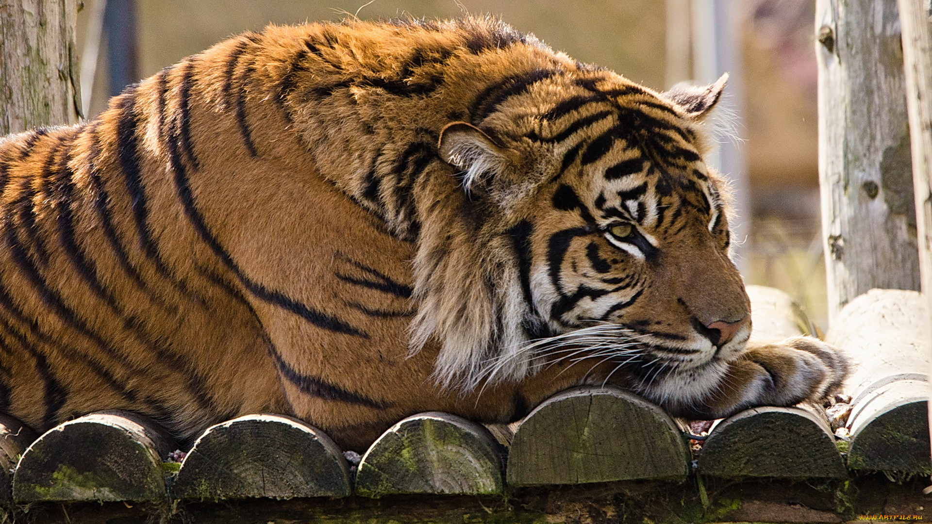 животные, тигры, тигр, серьёзный, морда