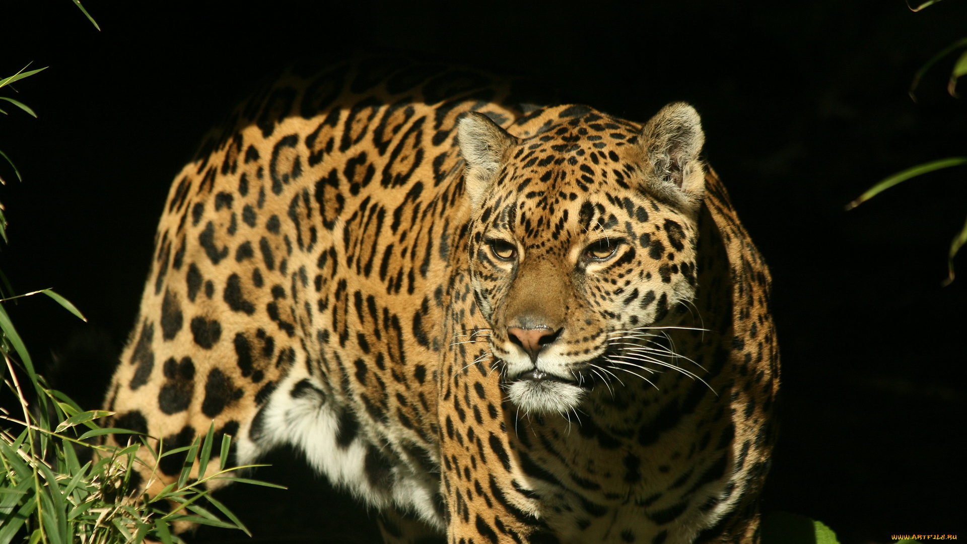 животные, Ягуары, ягуар, морда