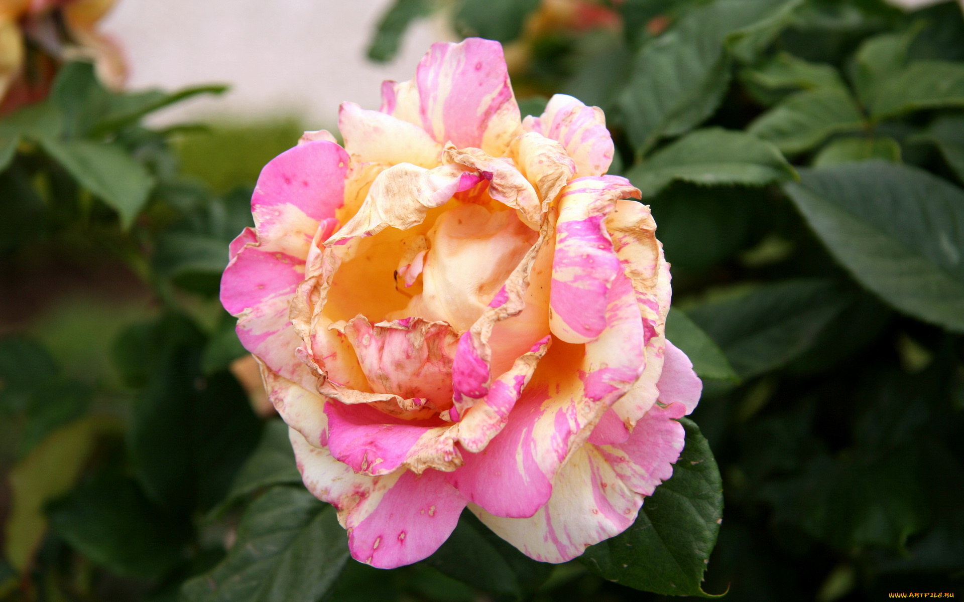 цветы, розы, роза