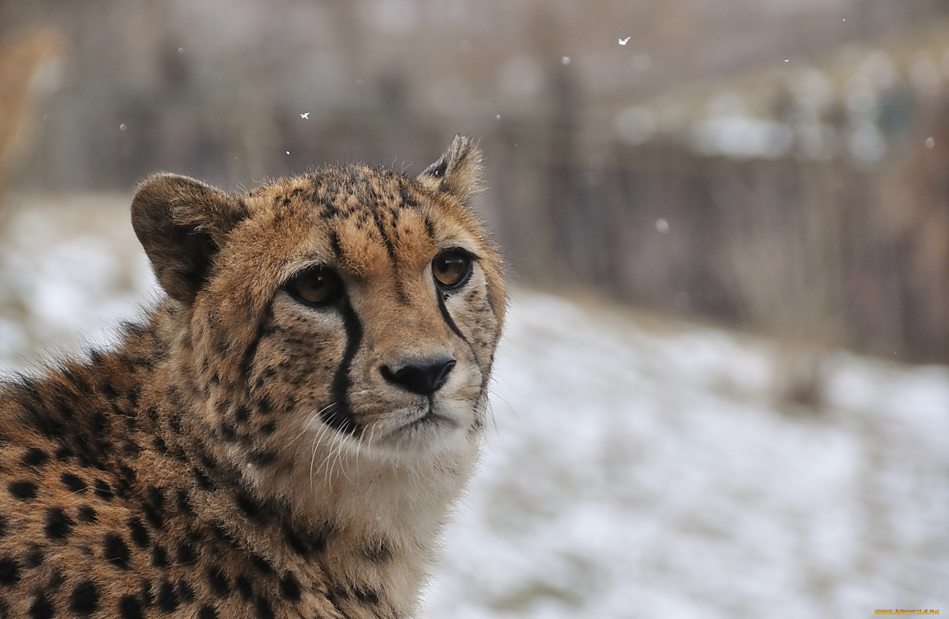 животные, гепарды, гепард, мордочка, снег