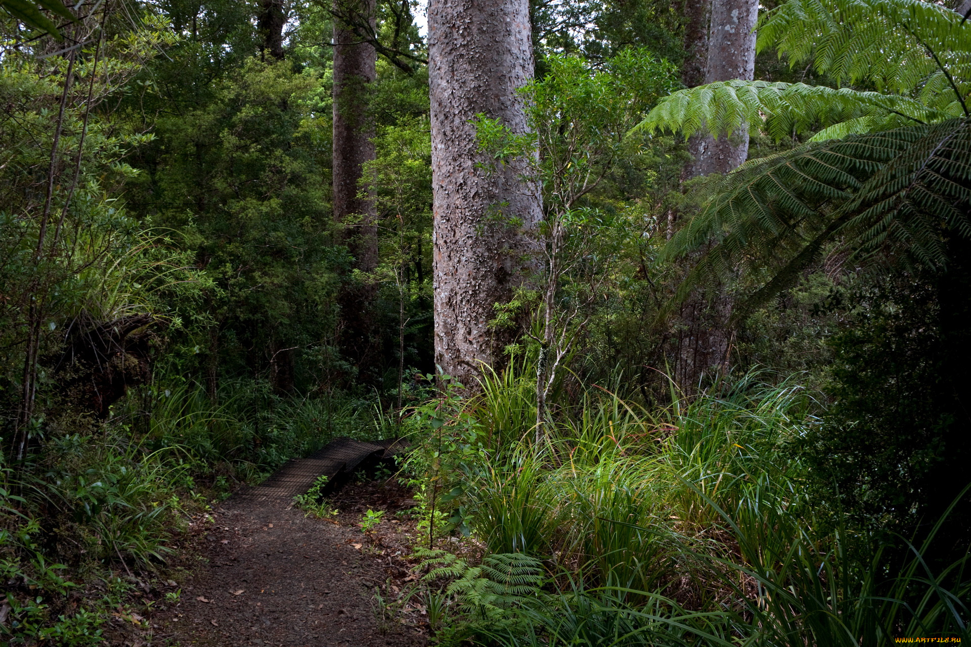waitakere, ranges, new, zealand, природа, дороги, лес, дорога, деревья, национальный, парк