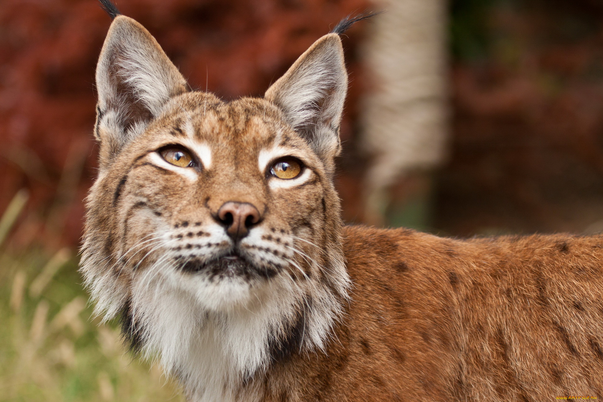 животные, рыси, серёжки, взгляд, морда, рысь