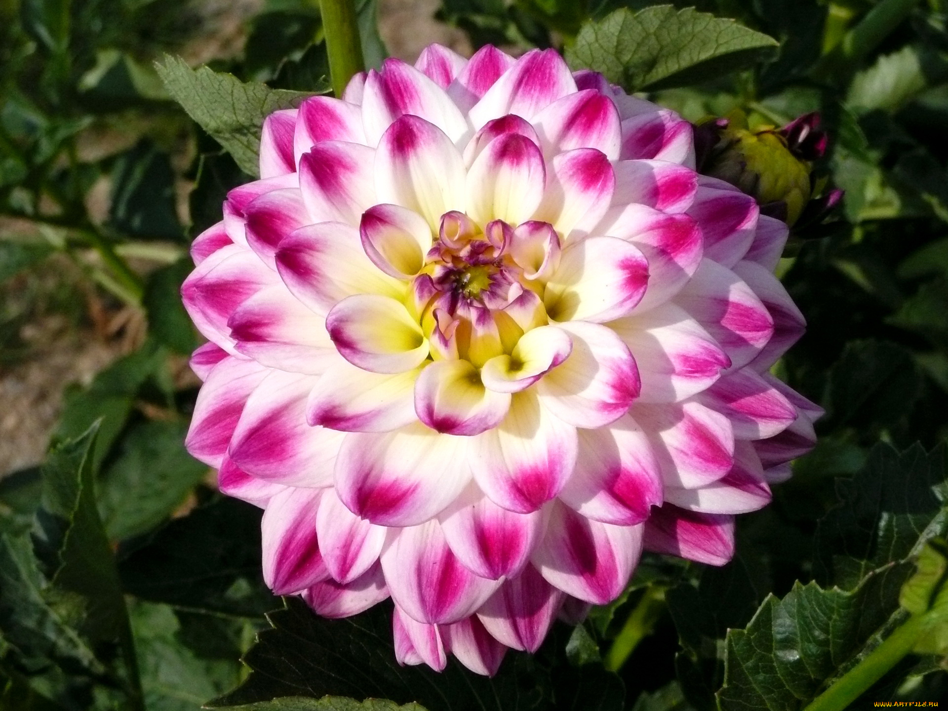 цветы, георгины