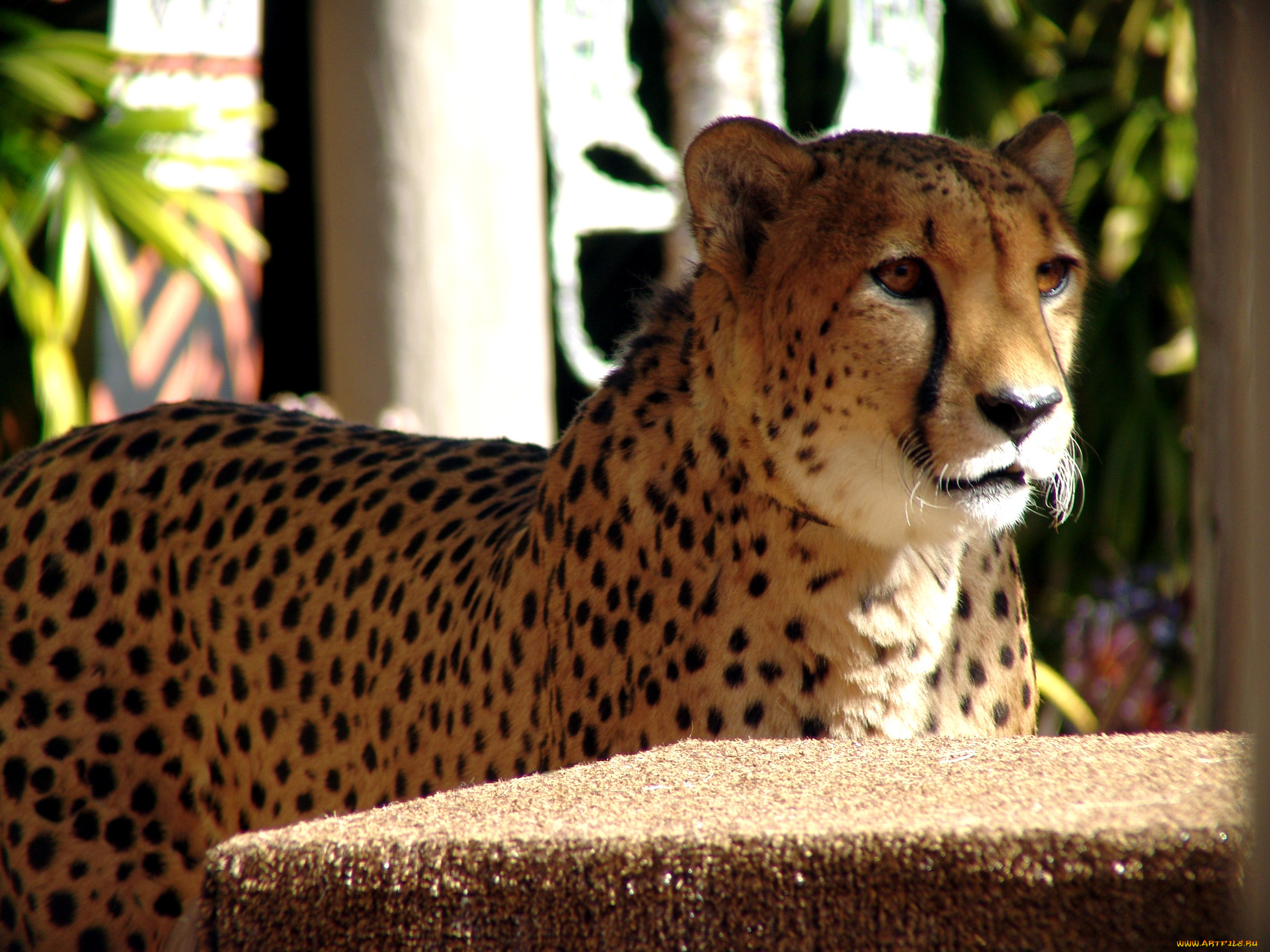 животные, гепарды, хищник