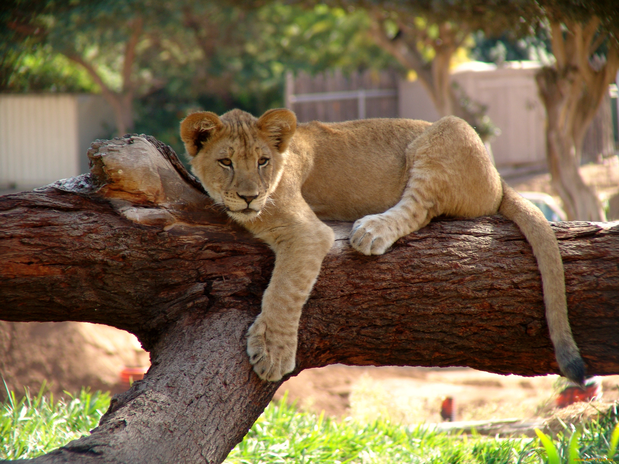 животные, львы, львёнок, дерево