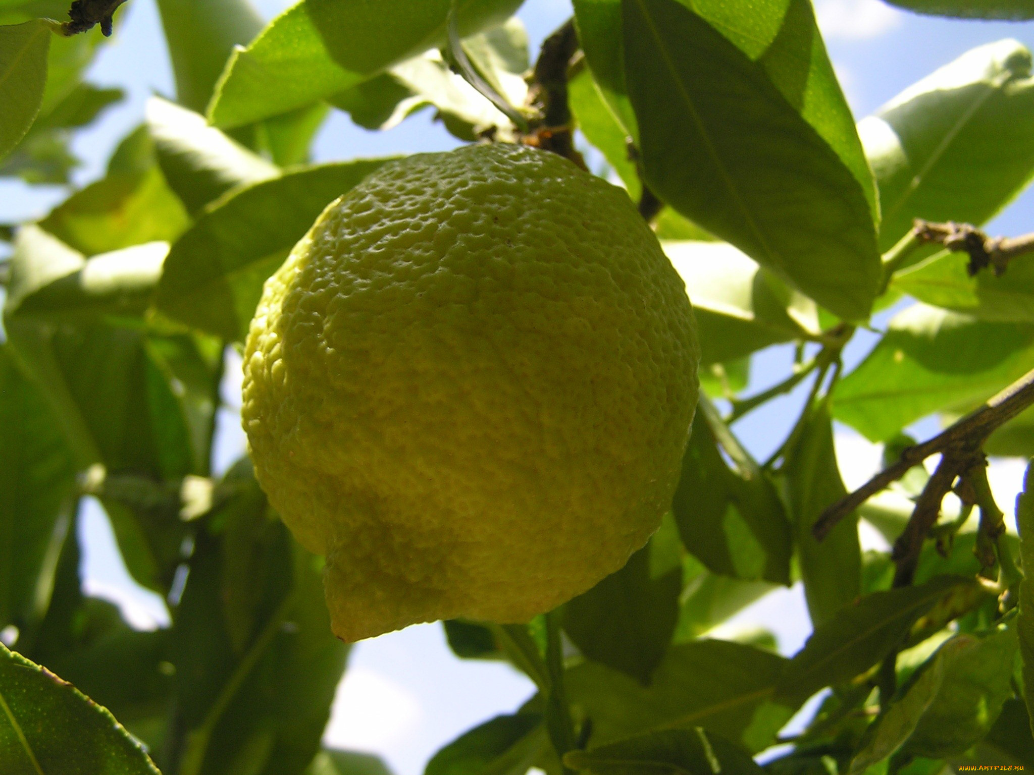 природа, плоды, лимоны