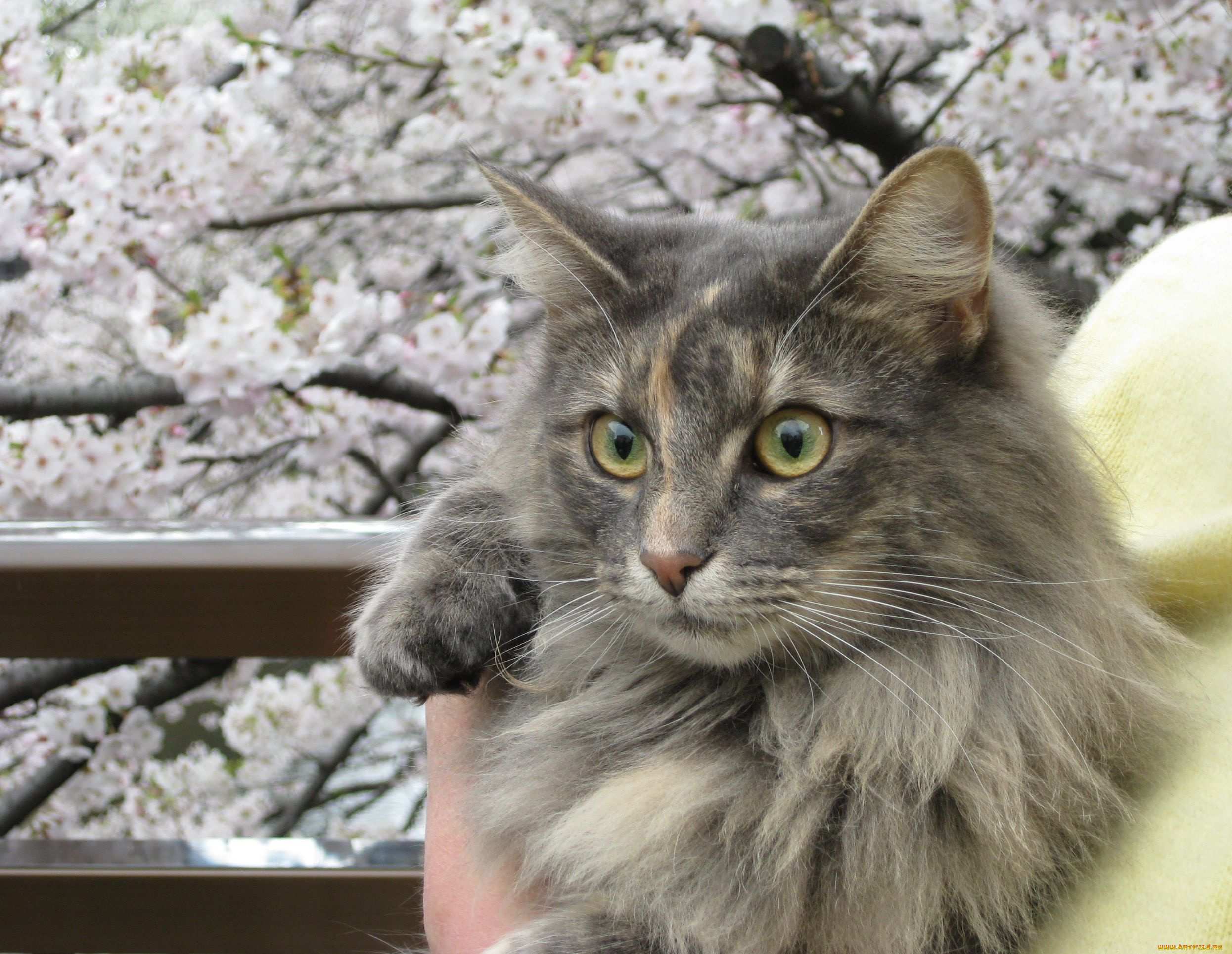 животные, коты, cat