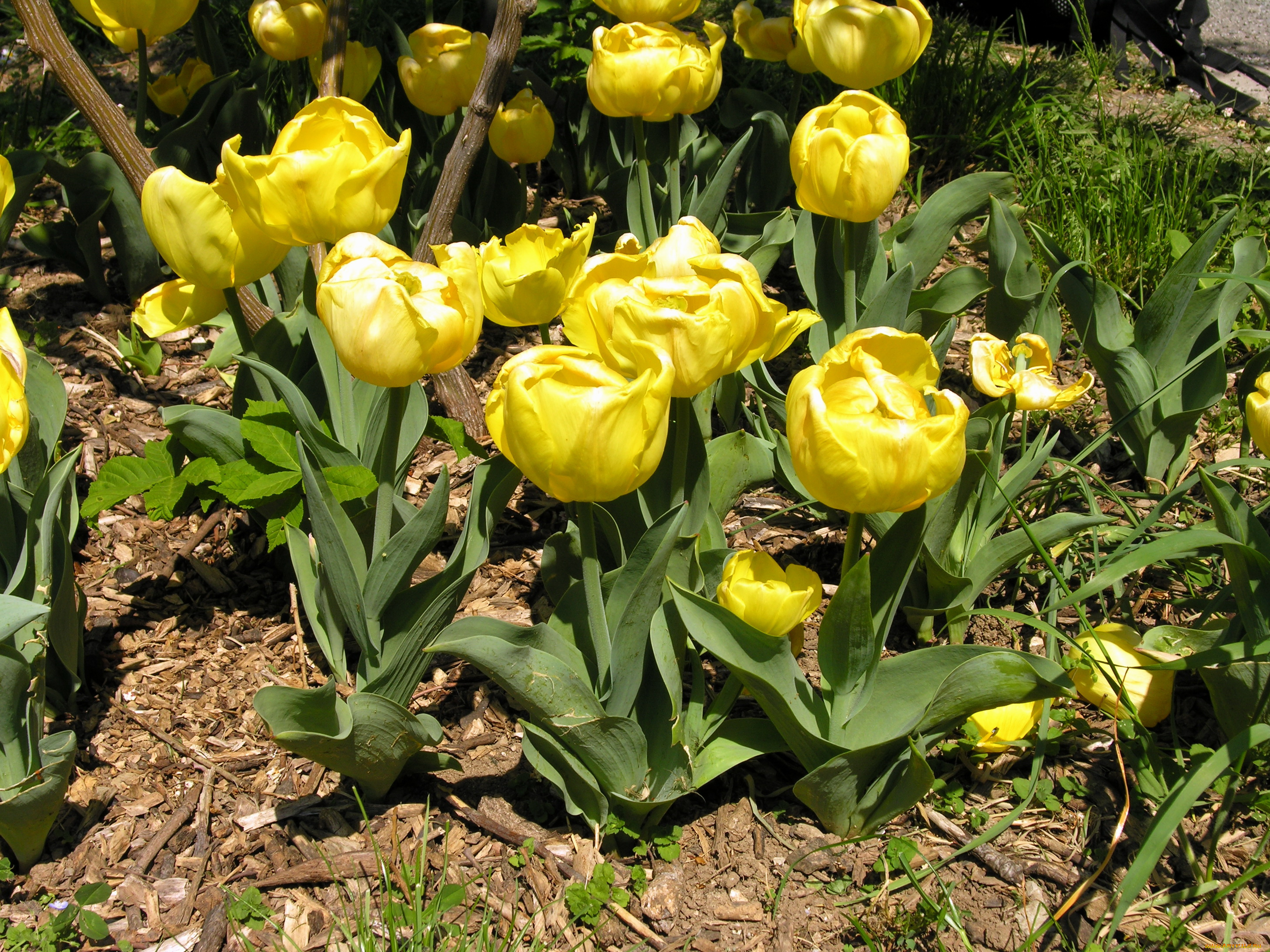 цветы, тюльпаны