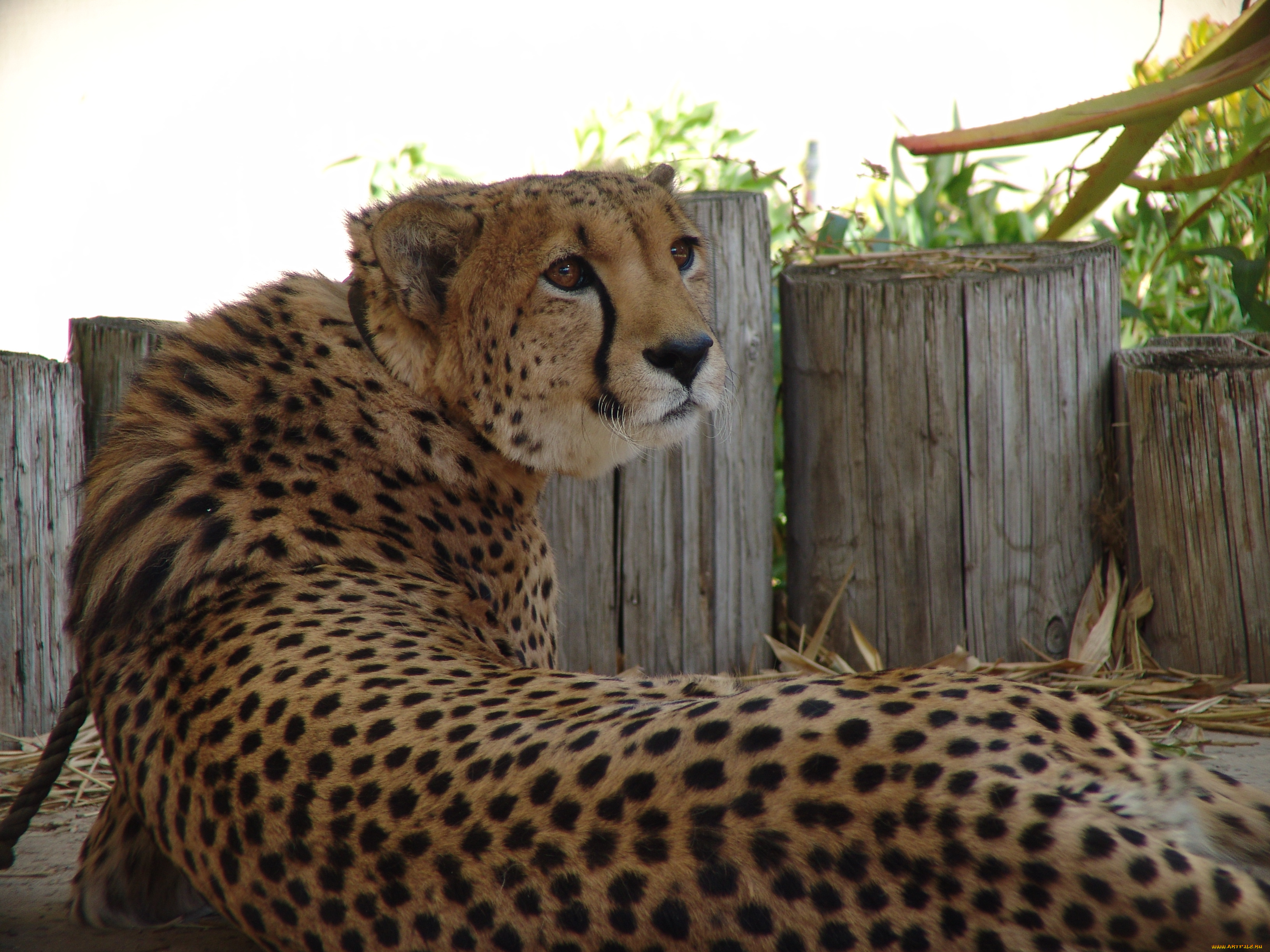 животные, гепарды, хищник