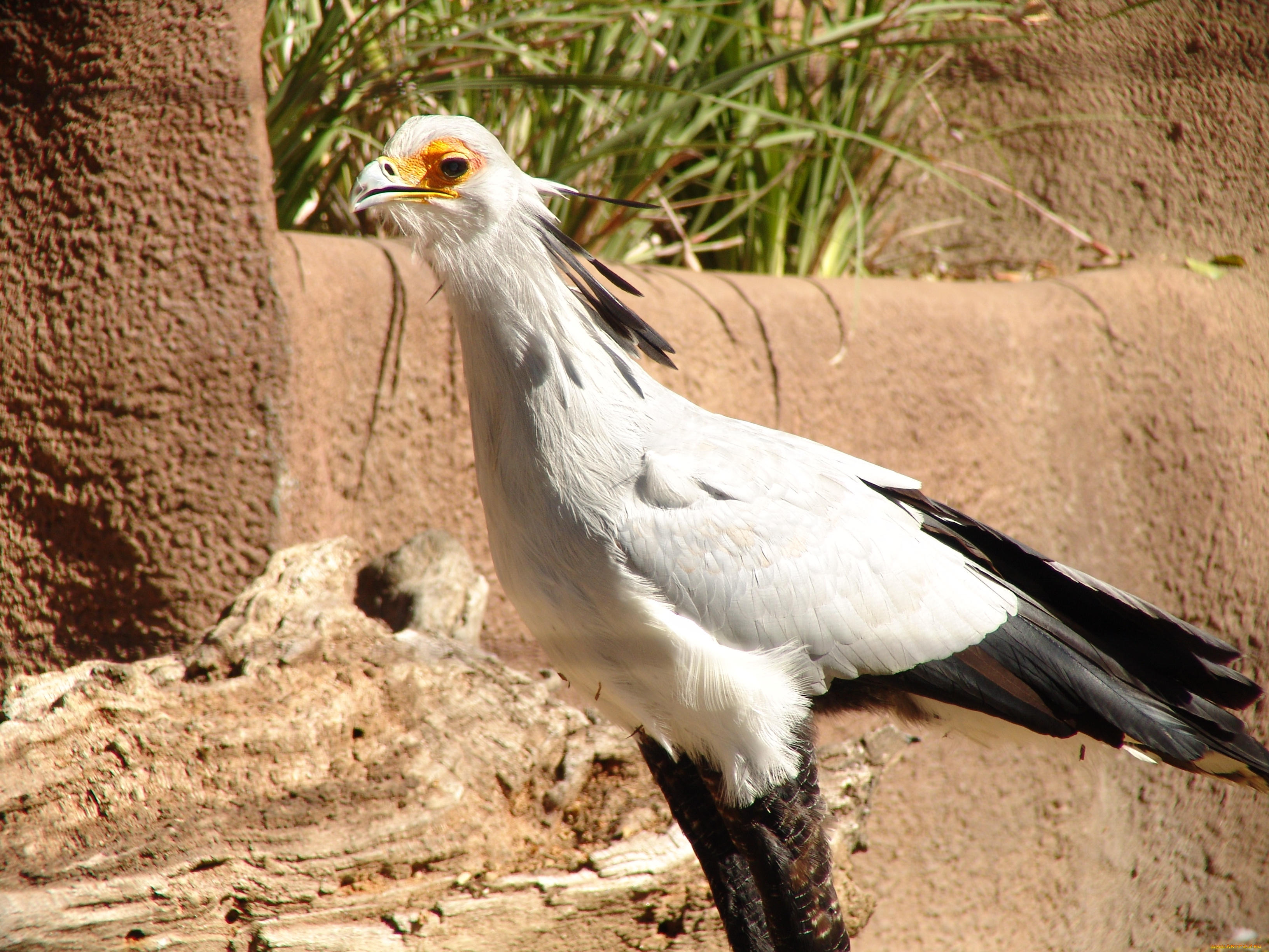 животные, птицы, хищники, секретарь