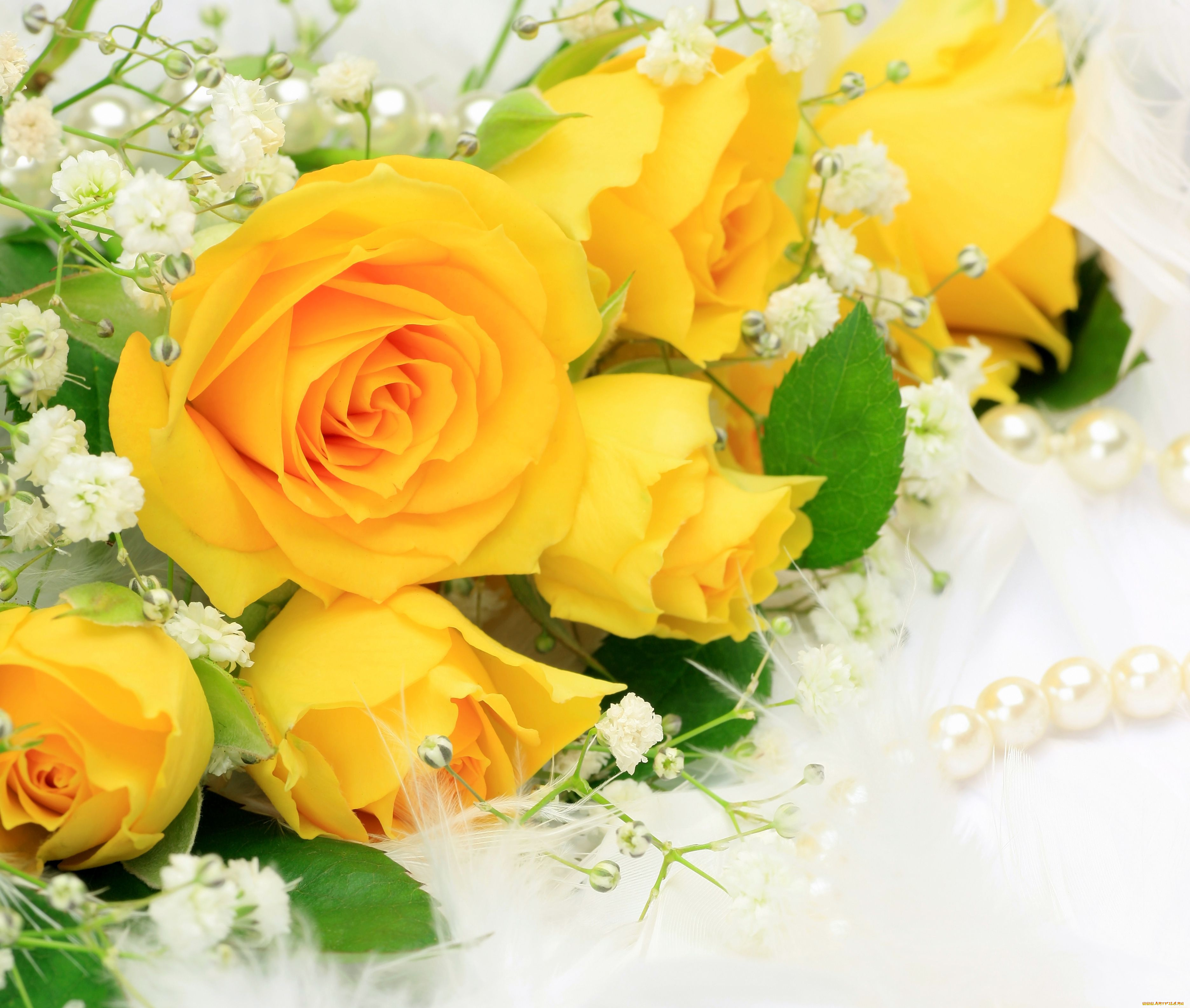 цветы, розы, жёлтые