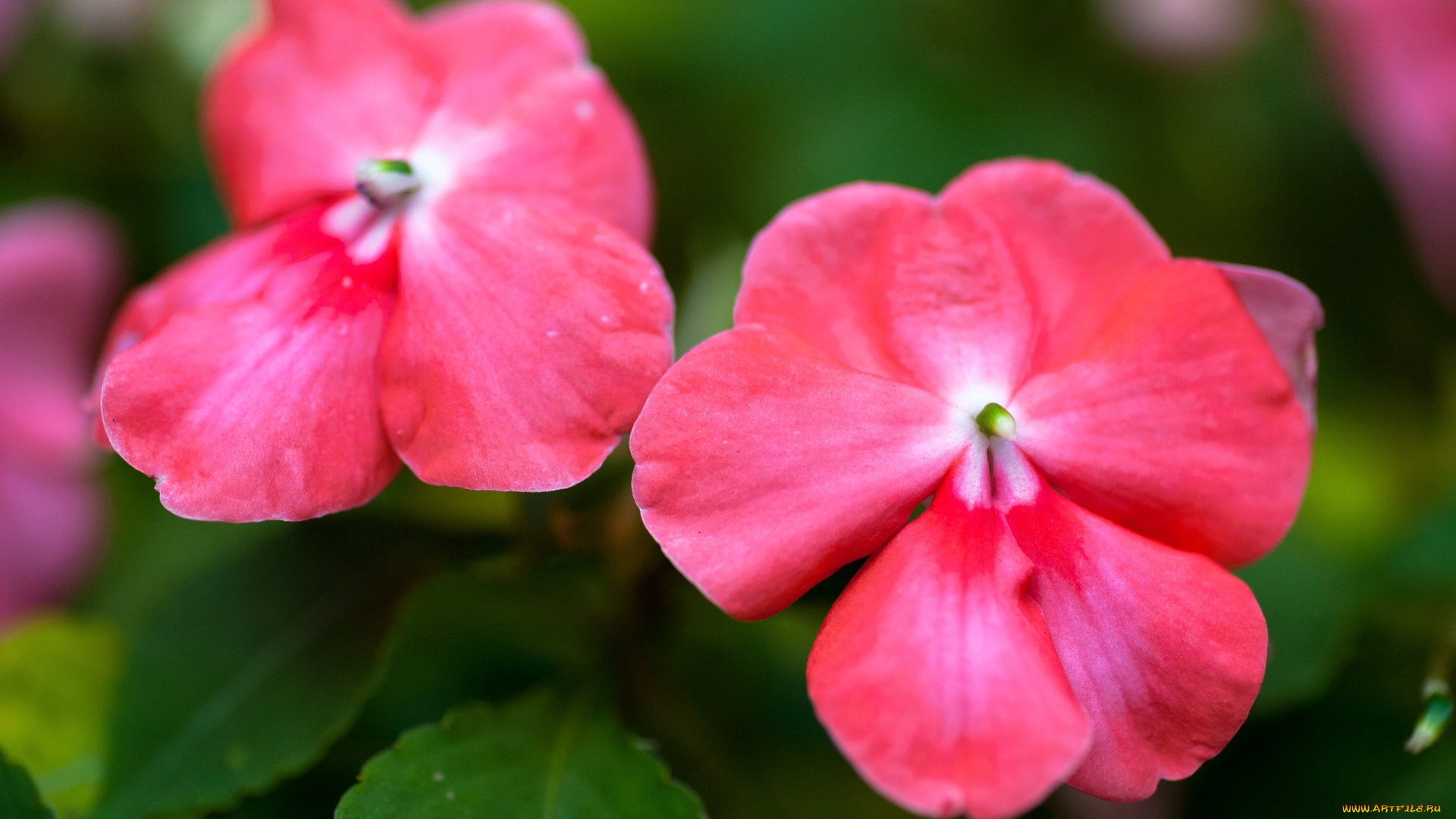 цветы, бальзамины, макро