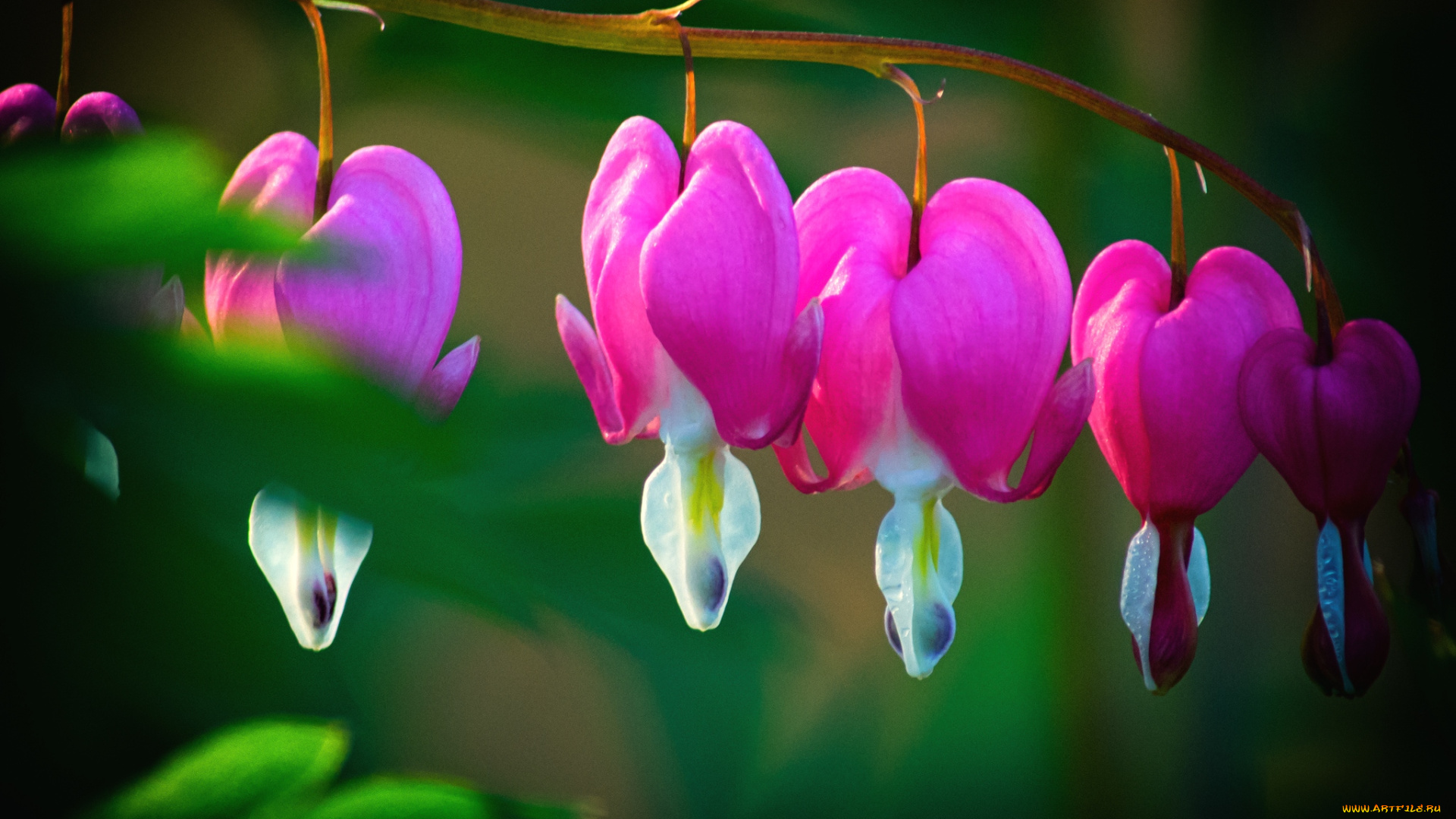 цветы, дицентра, разбитое, сердце, розовый, сердечка