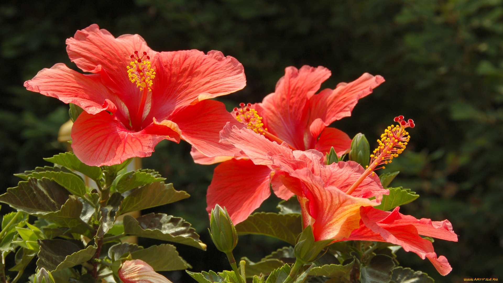цветы, гибискусы, гибискус