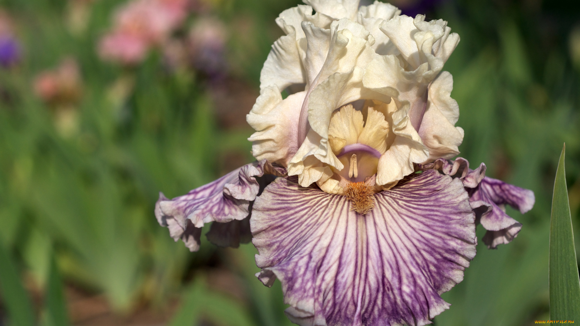 цветы, ирисы, красивый, лепестки