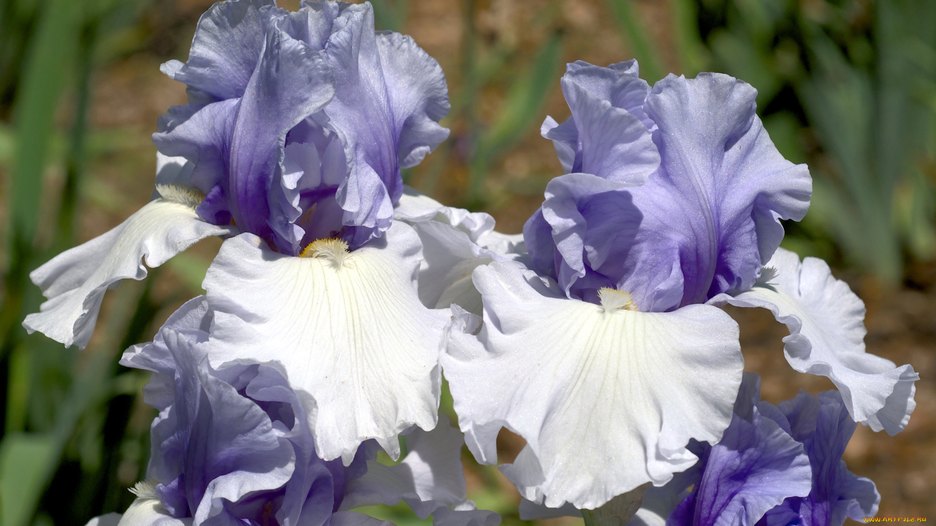 цветы, ирисы, лепестки, макро, касатики