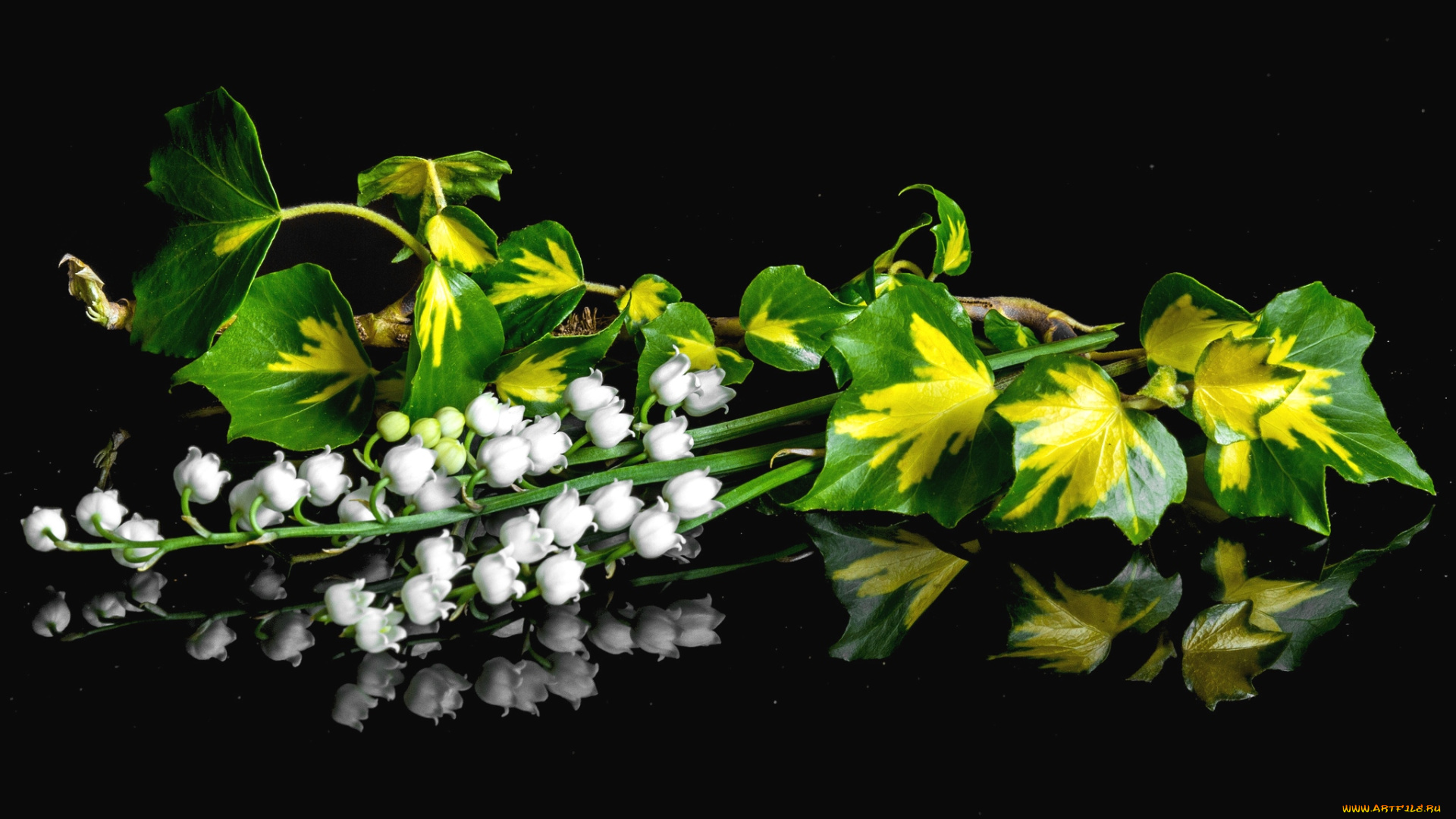 цветы, ландыши, белый, листья