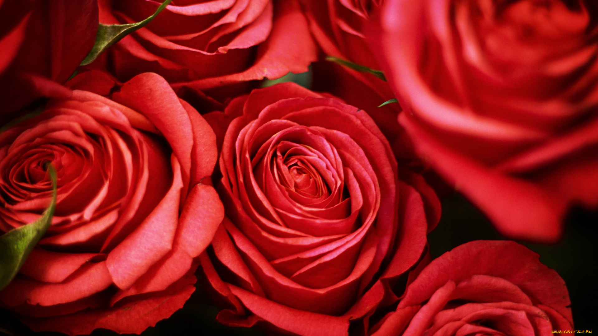 цветы, розы, красный