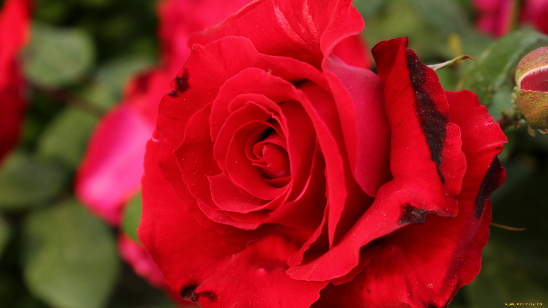 цветы, розы, красный, макро