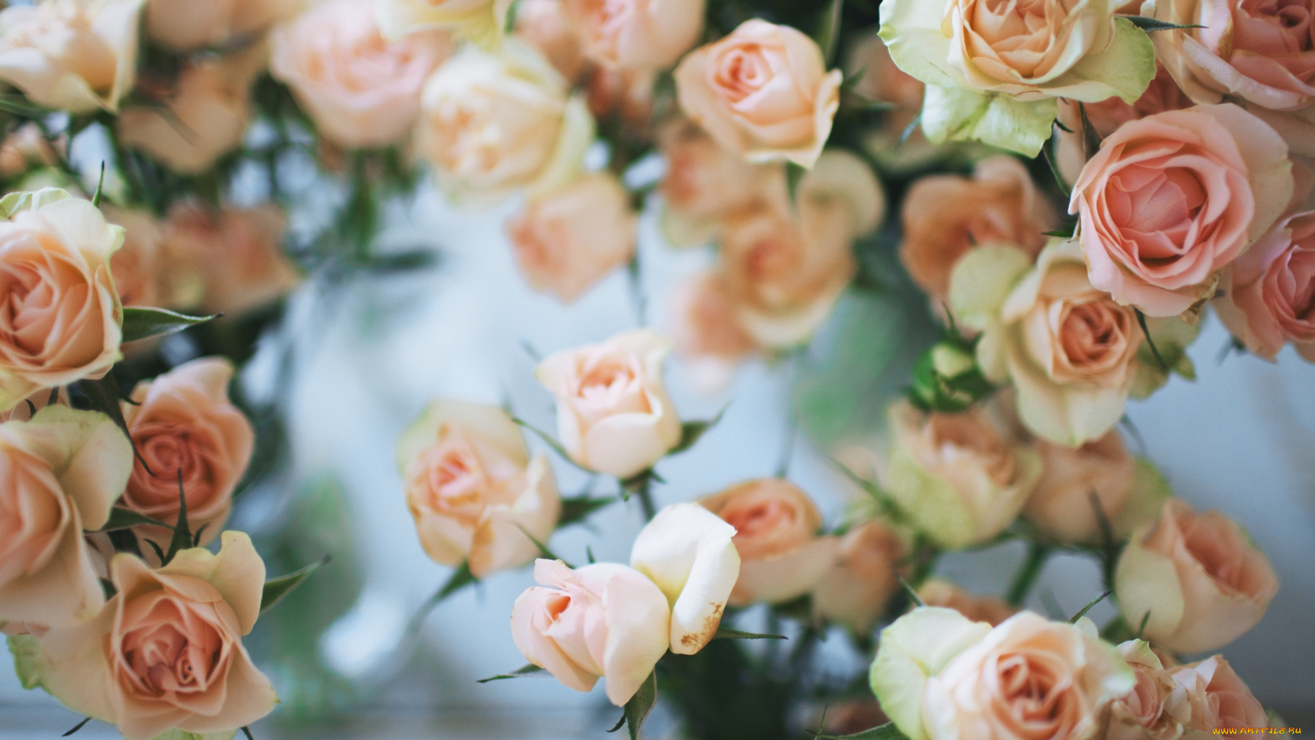 цветы, розы, кремовый, много