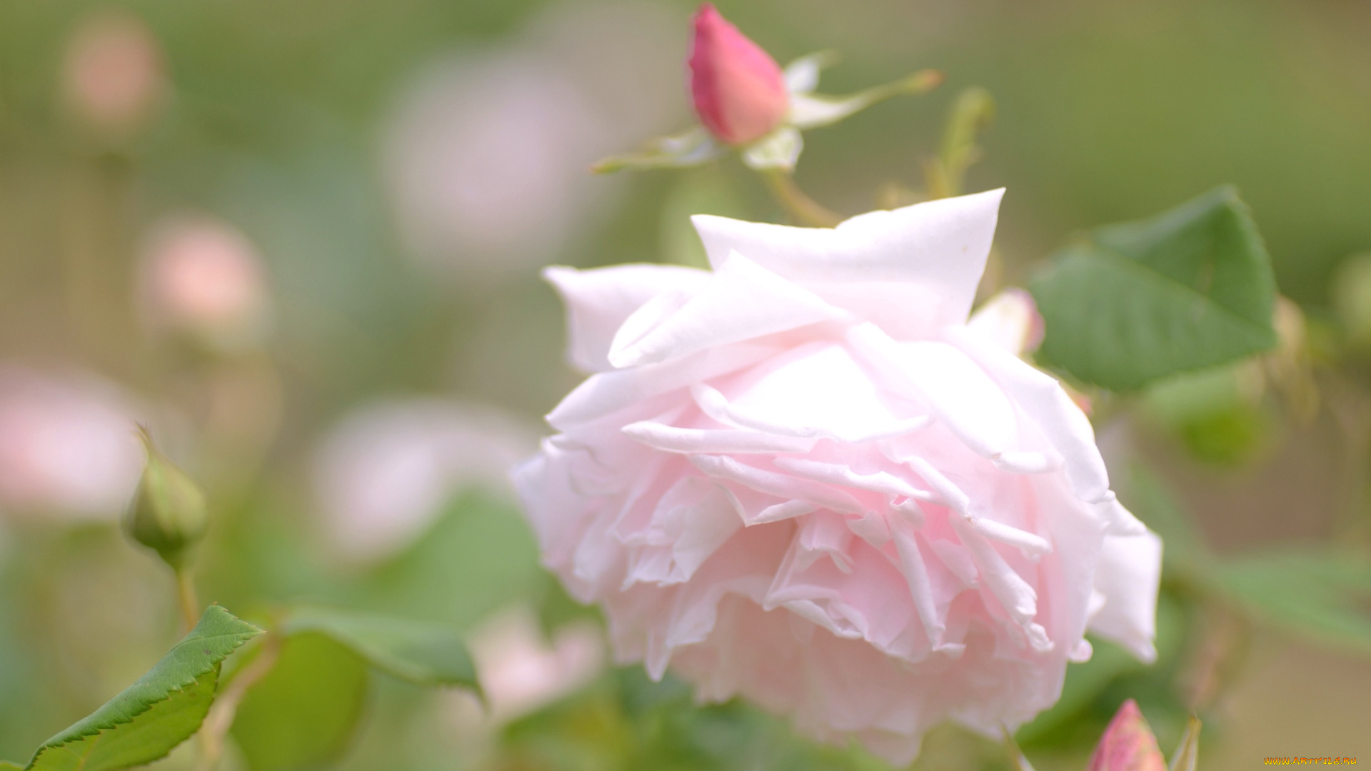 цветы, розы, нежность, розовый