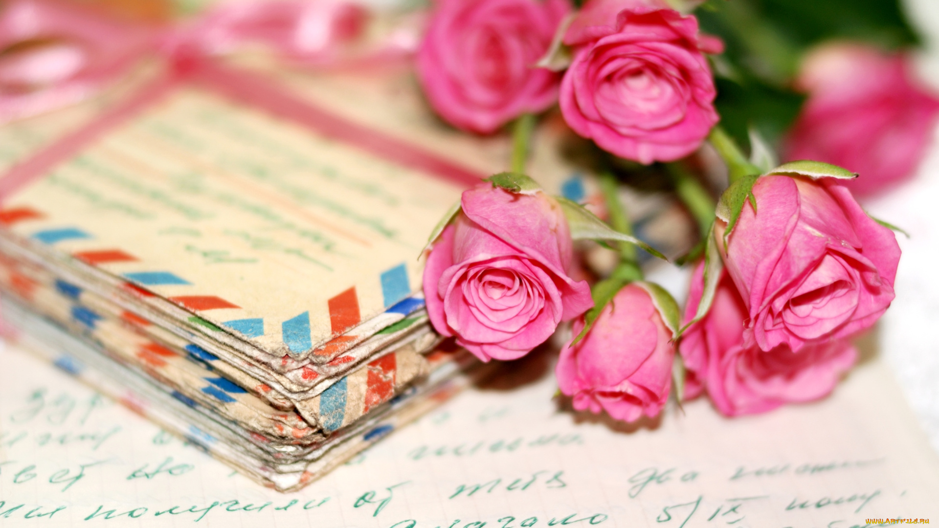 цветы, розы, письма, почерк, розовый
