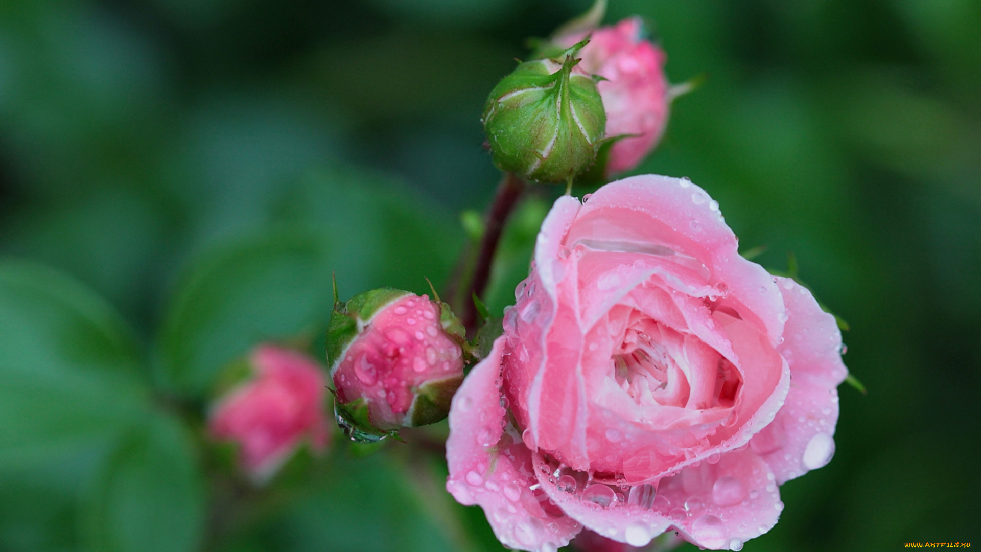 цветы, розы, розовый, капли