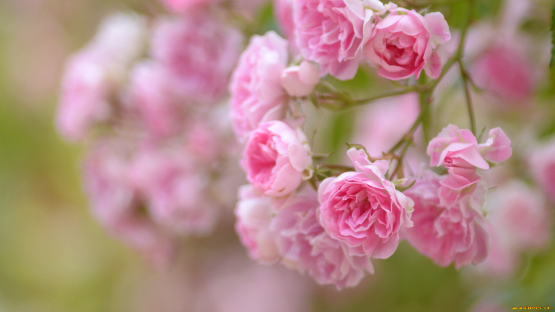 цветы, розы, ветка, розовый