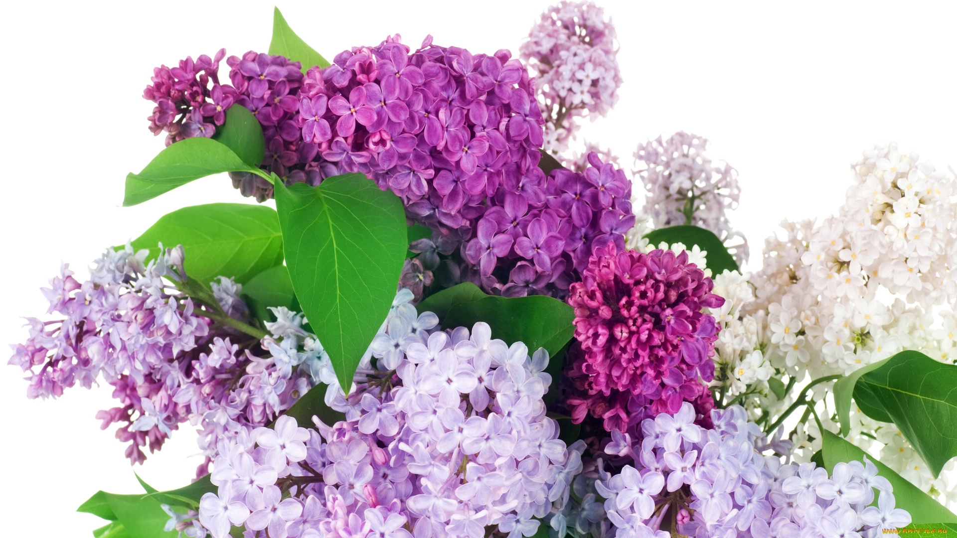 цветы, сирень