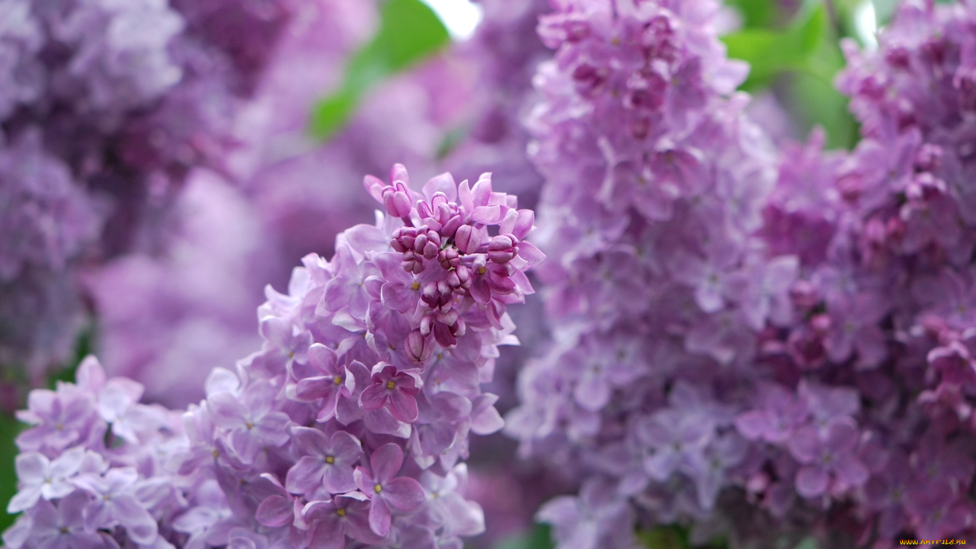 цветы, сирень, куст, весна